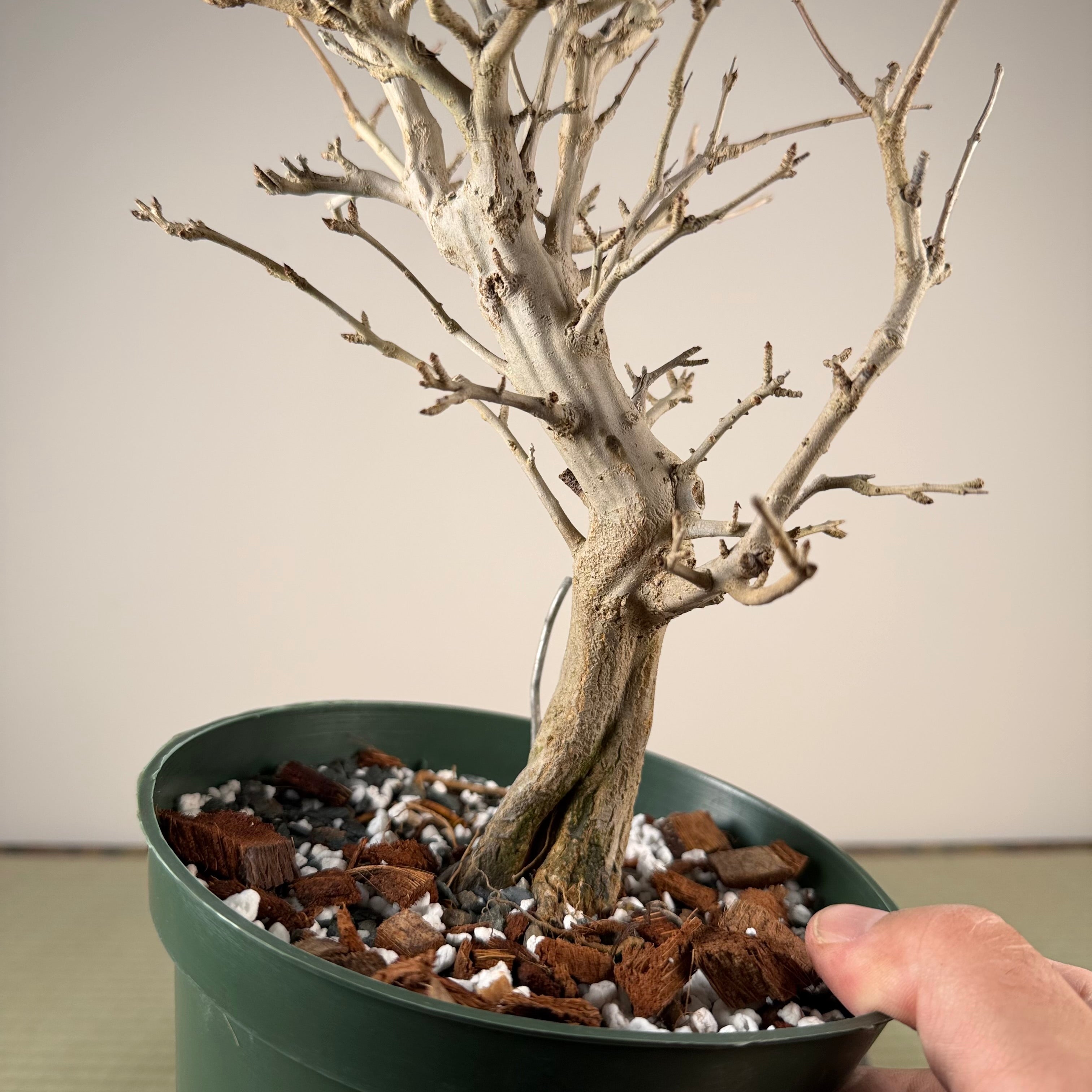 Punica granatum