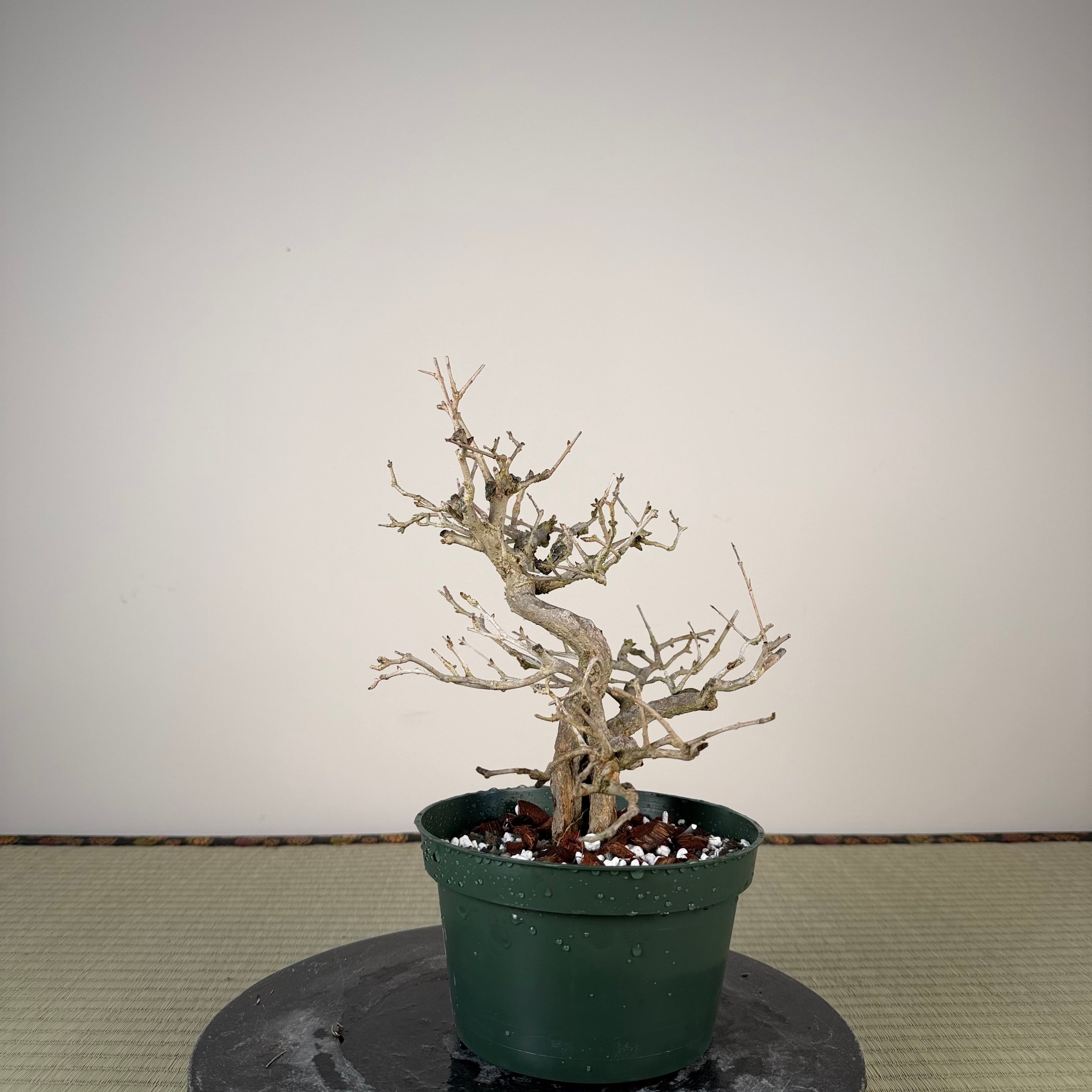 Punica granatum
