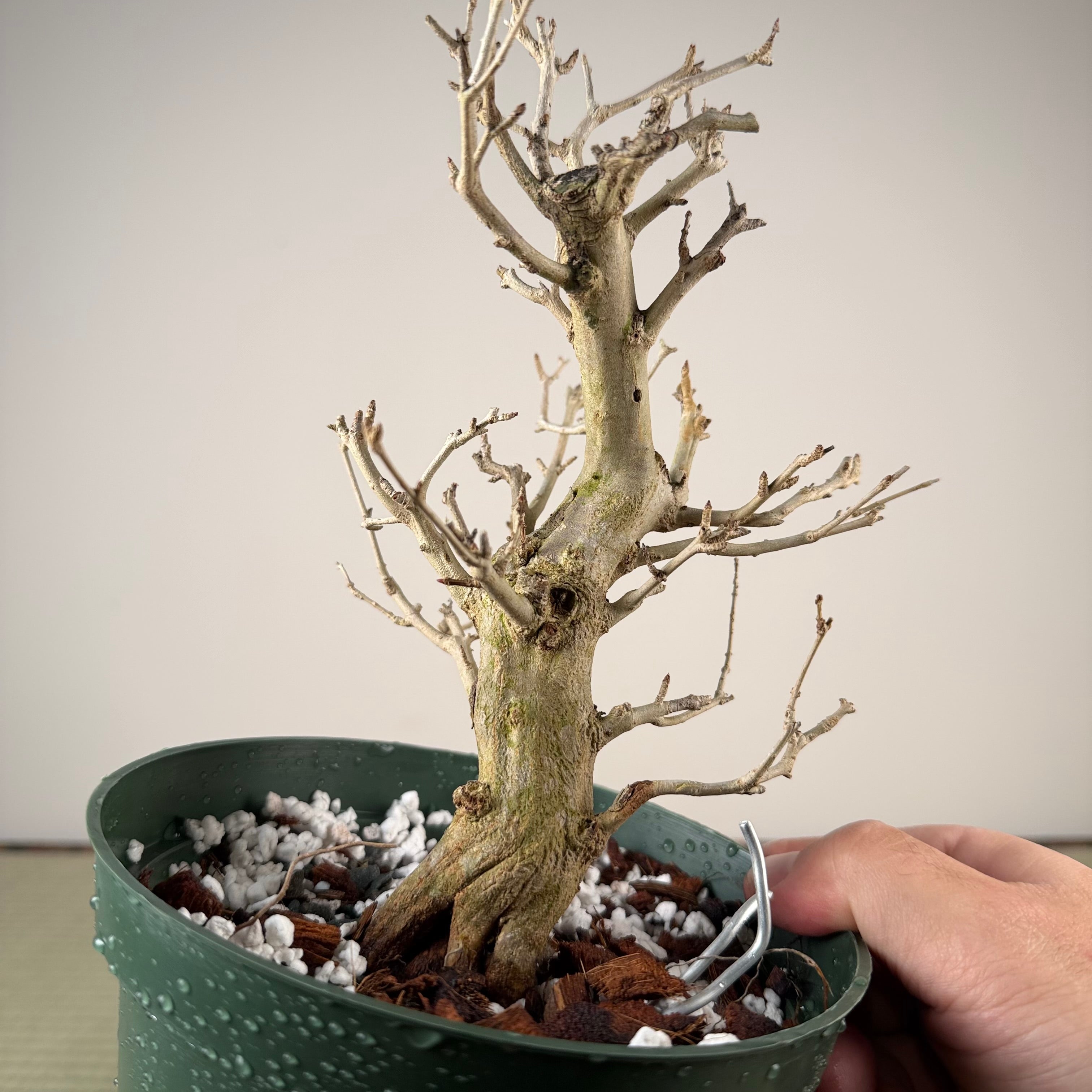 Punica granatum