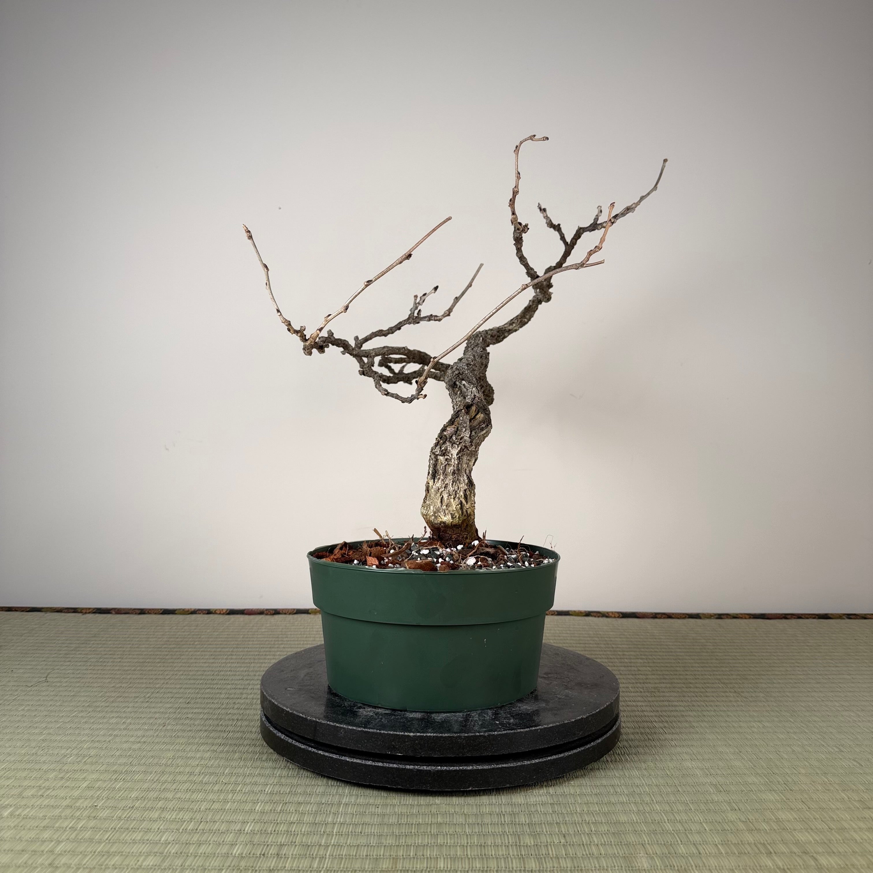 Glycine floribunda