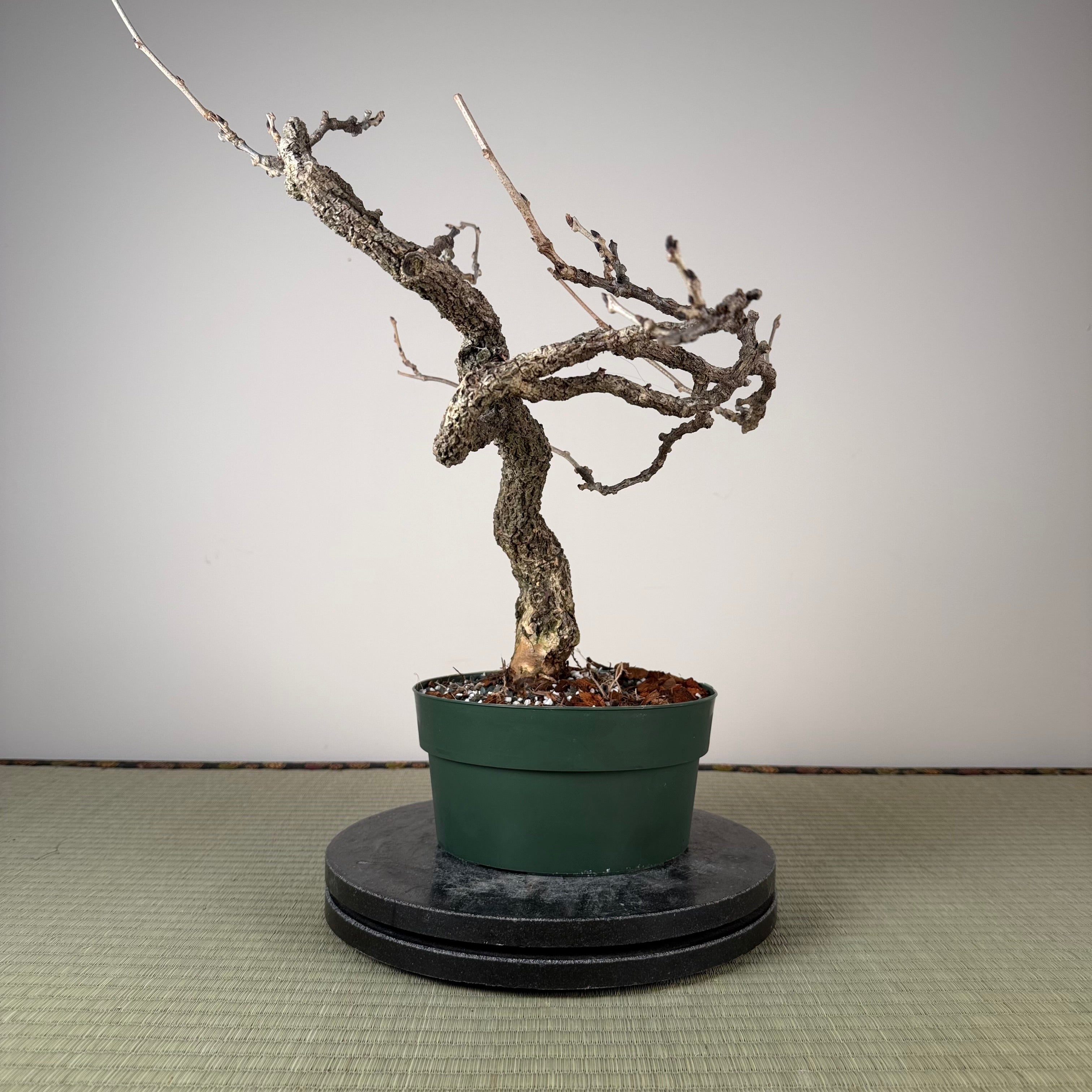 Glycine floribunda