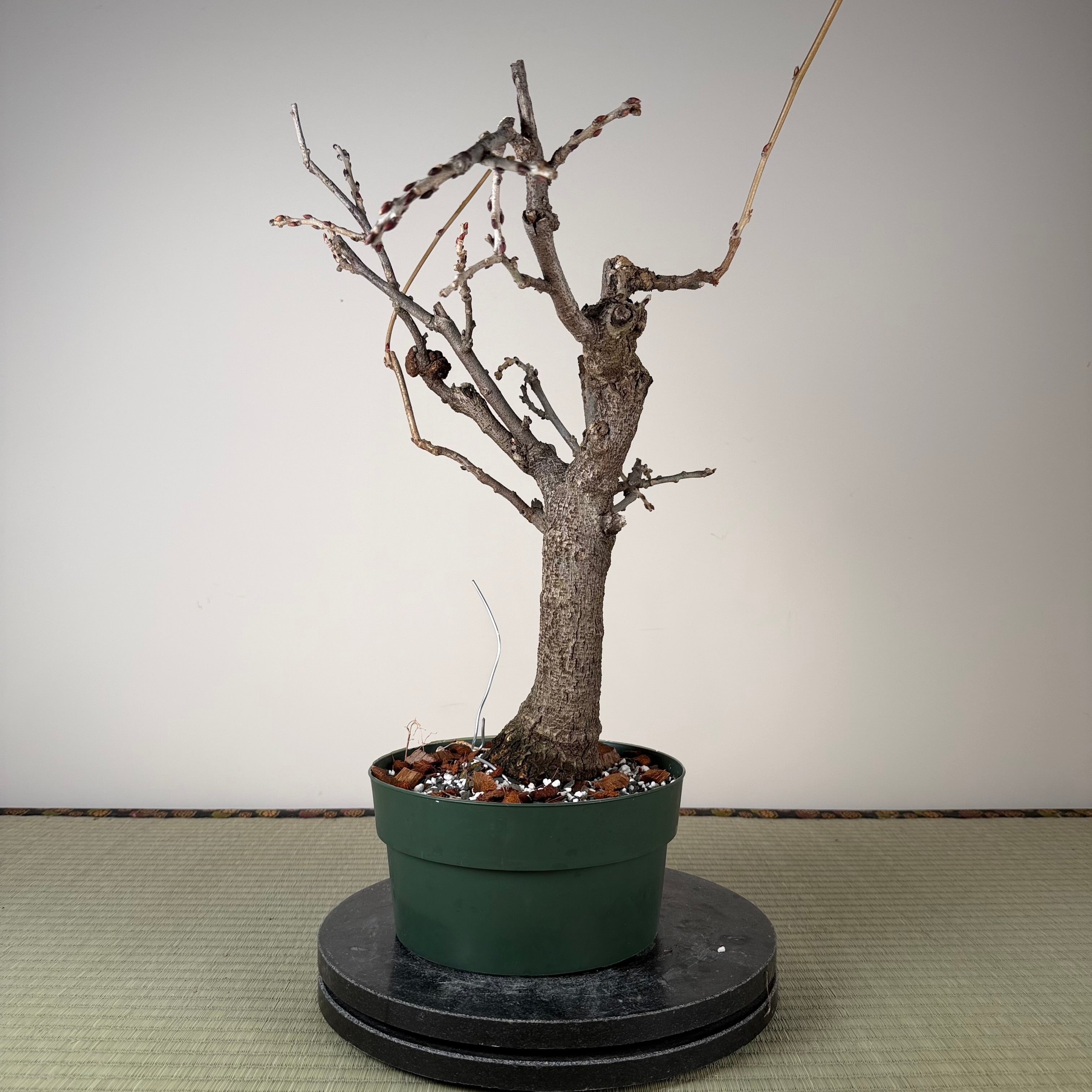 Glycine floribunda
