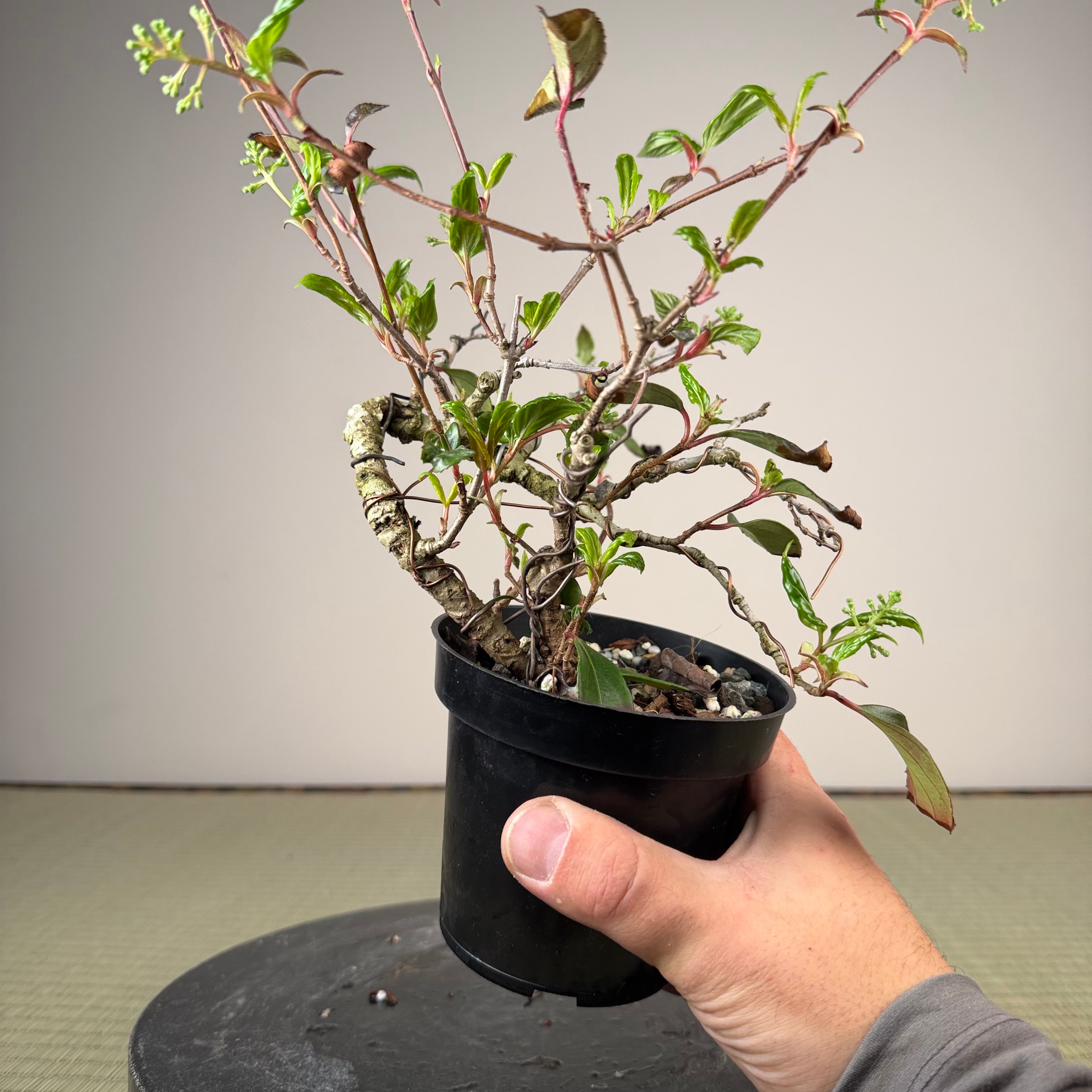 Kadsura japonica