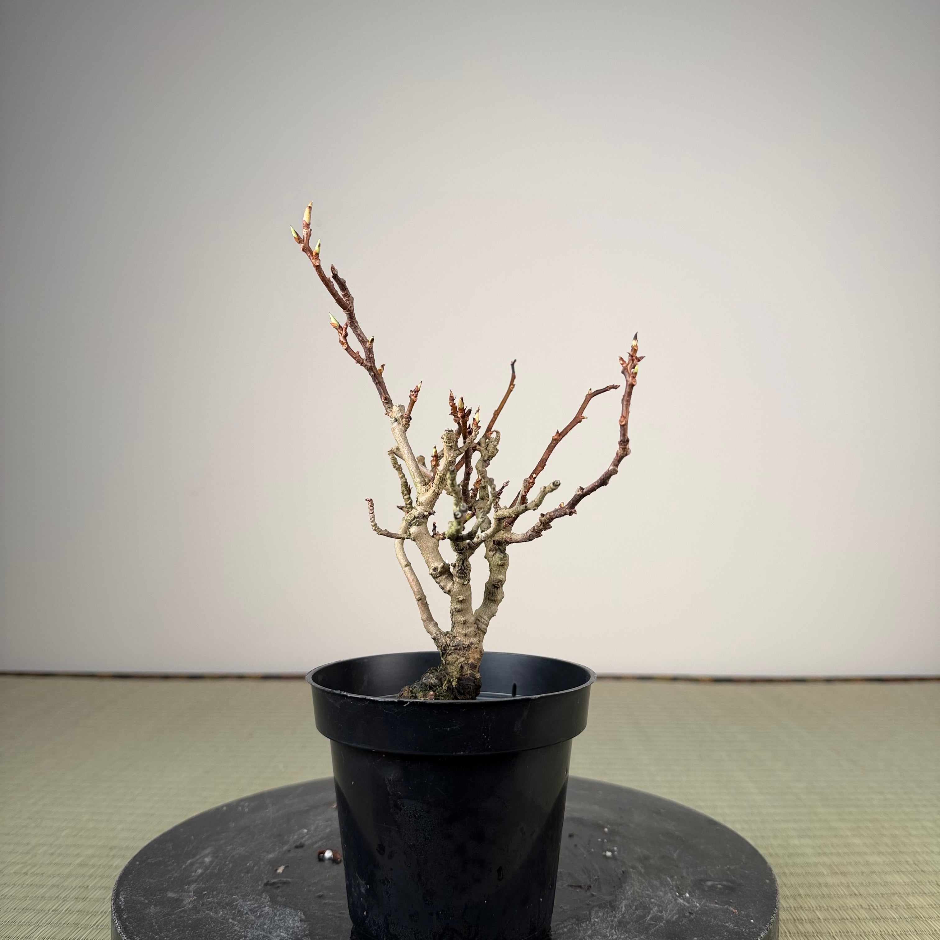 Kadsura japonica