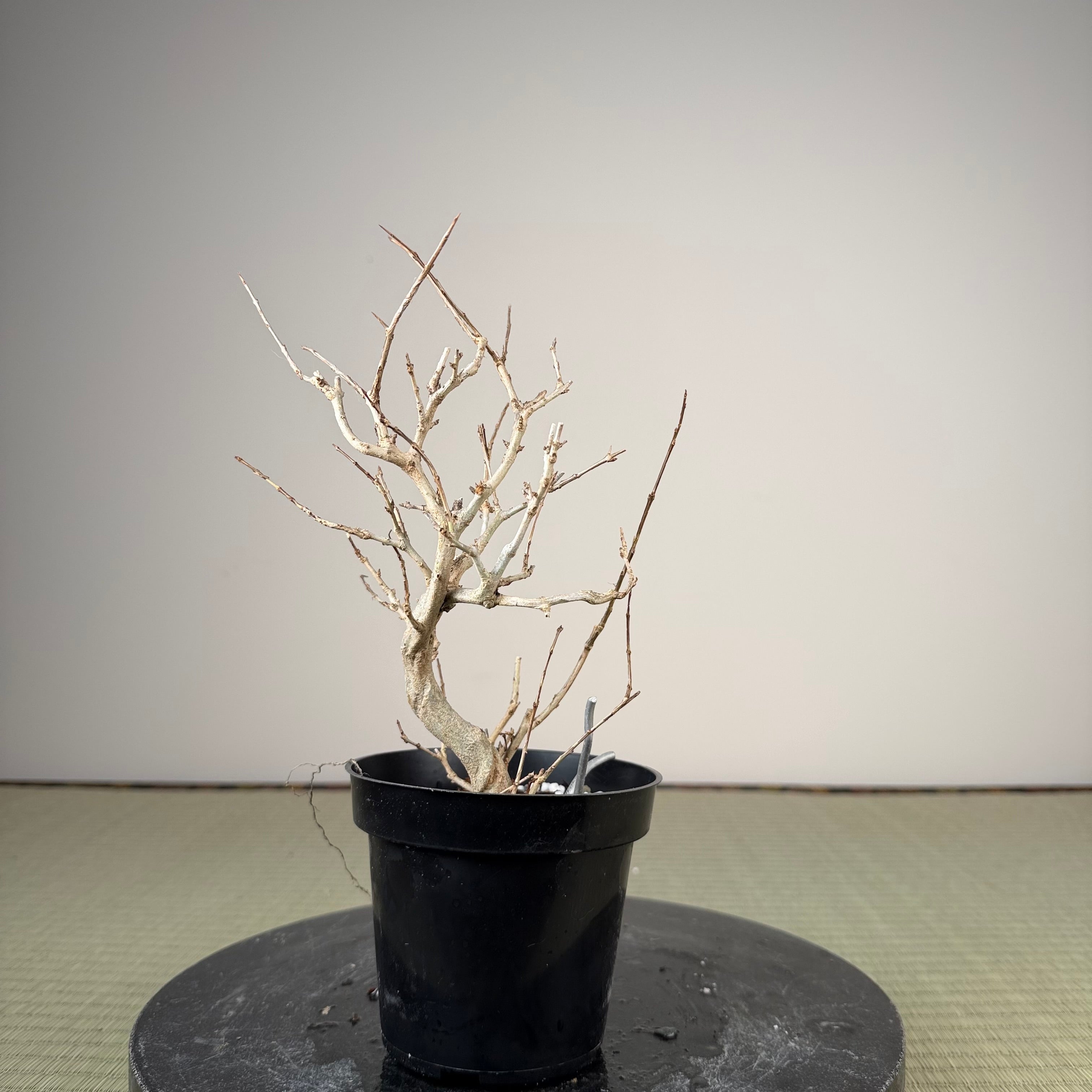 Punica granatum