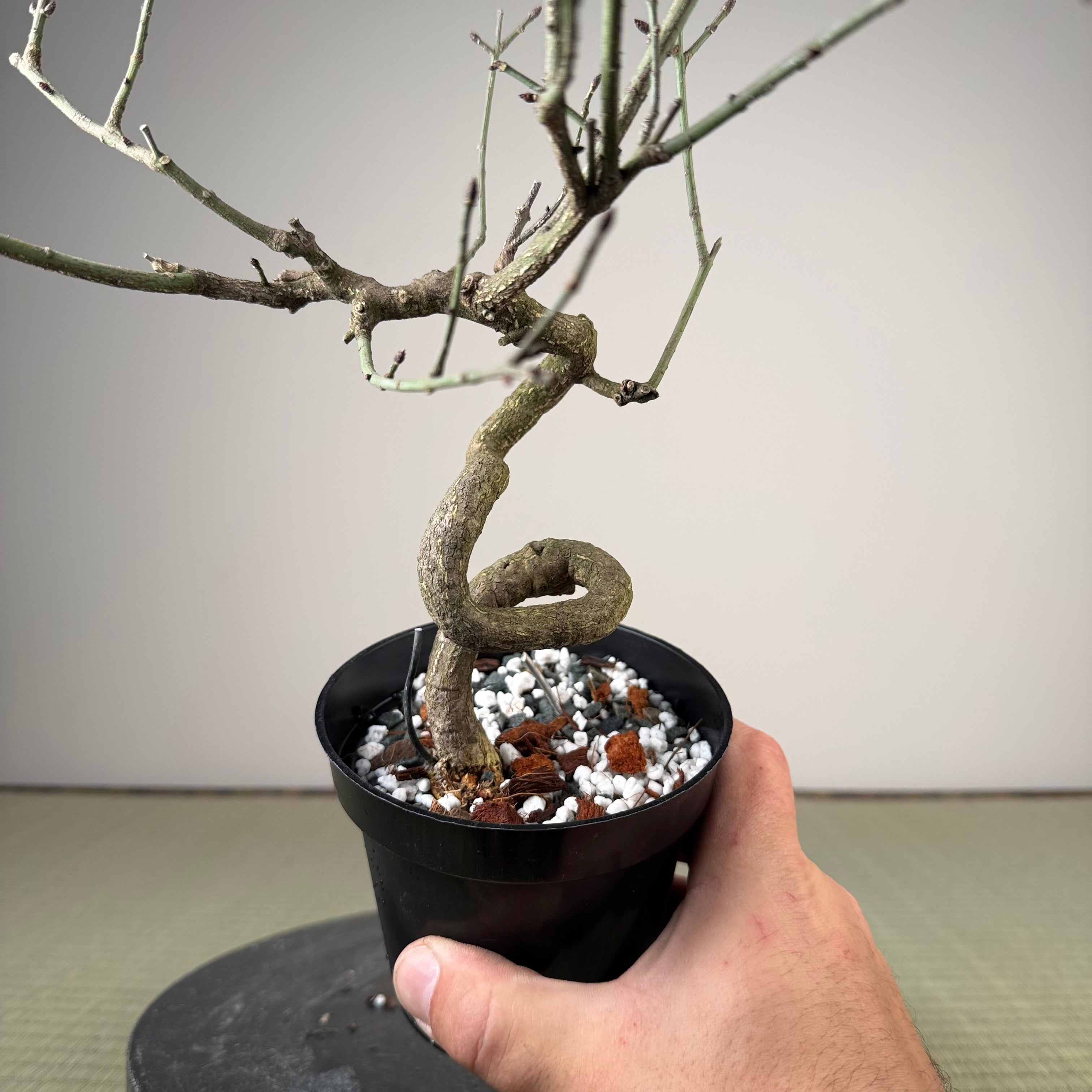 Euonymus