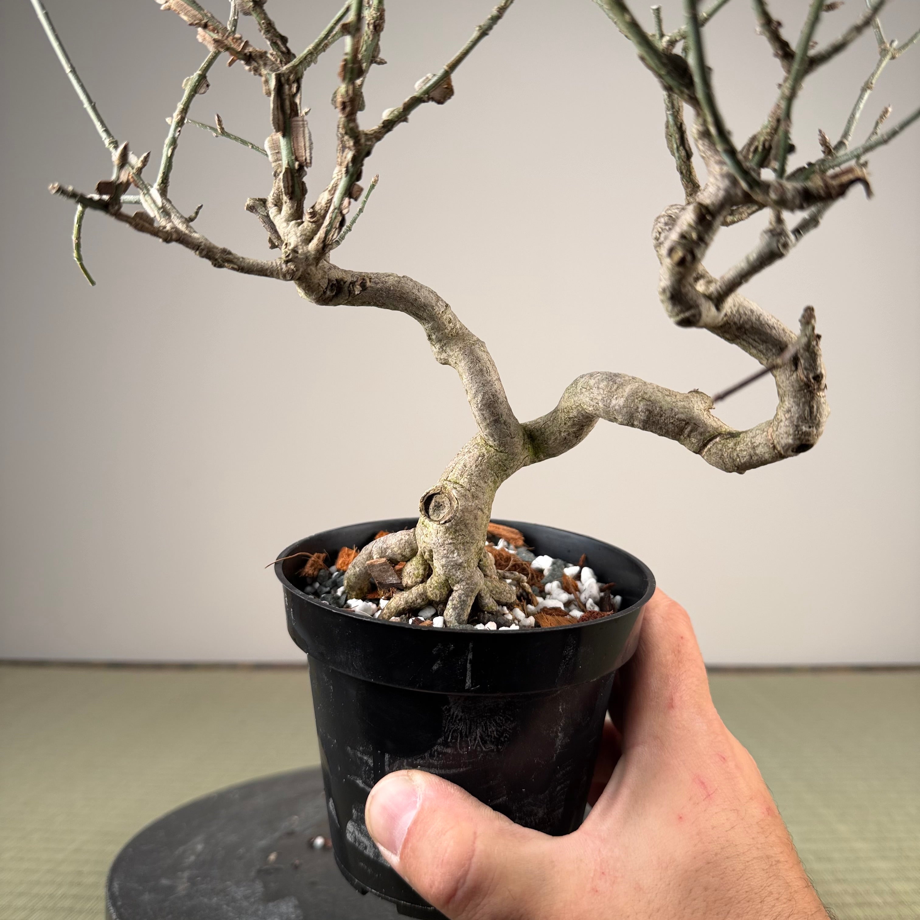 Euonymus