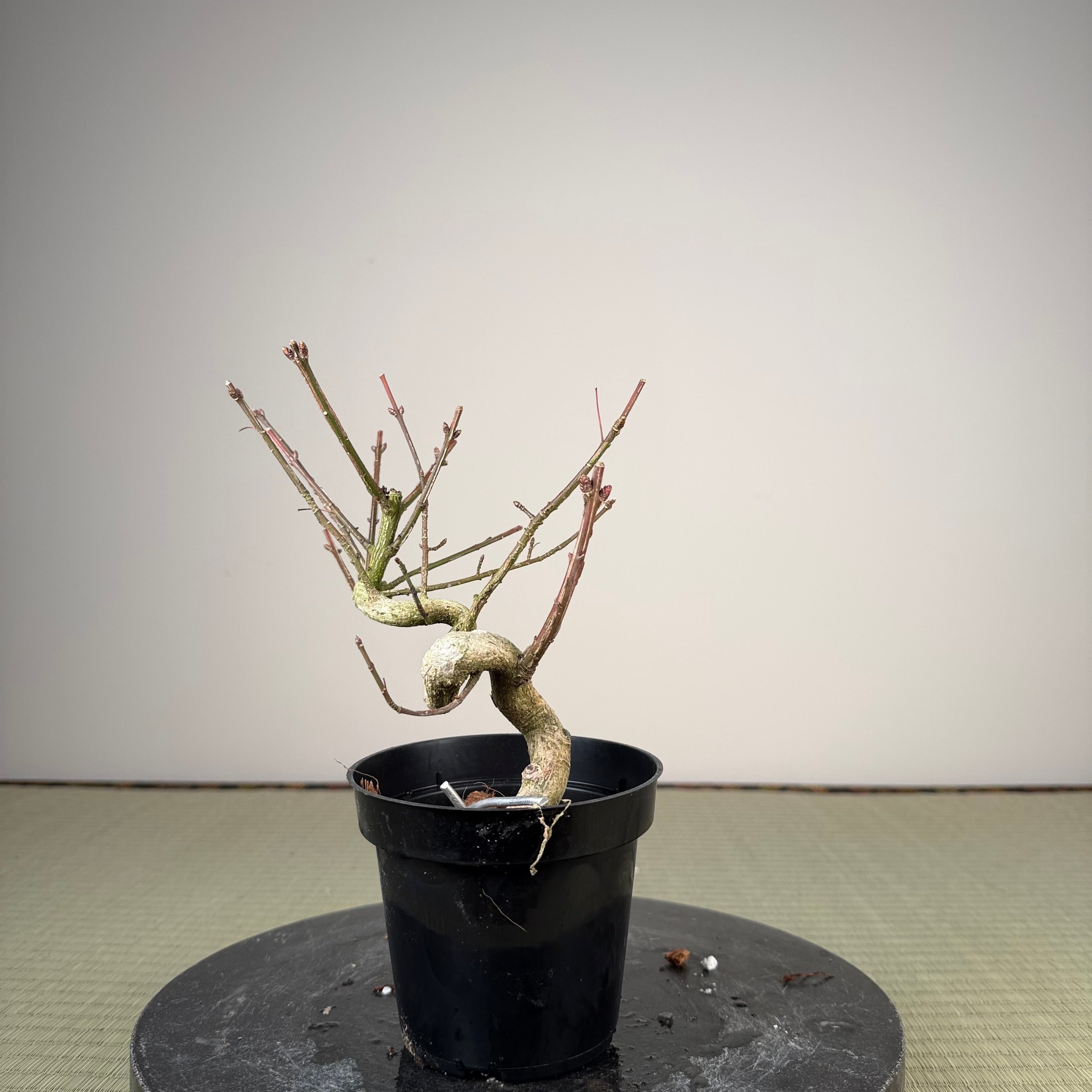 Euonymus