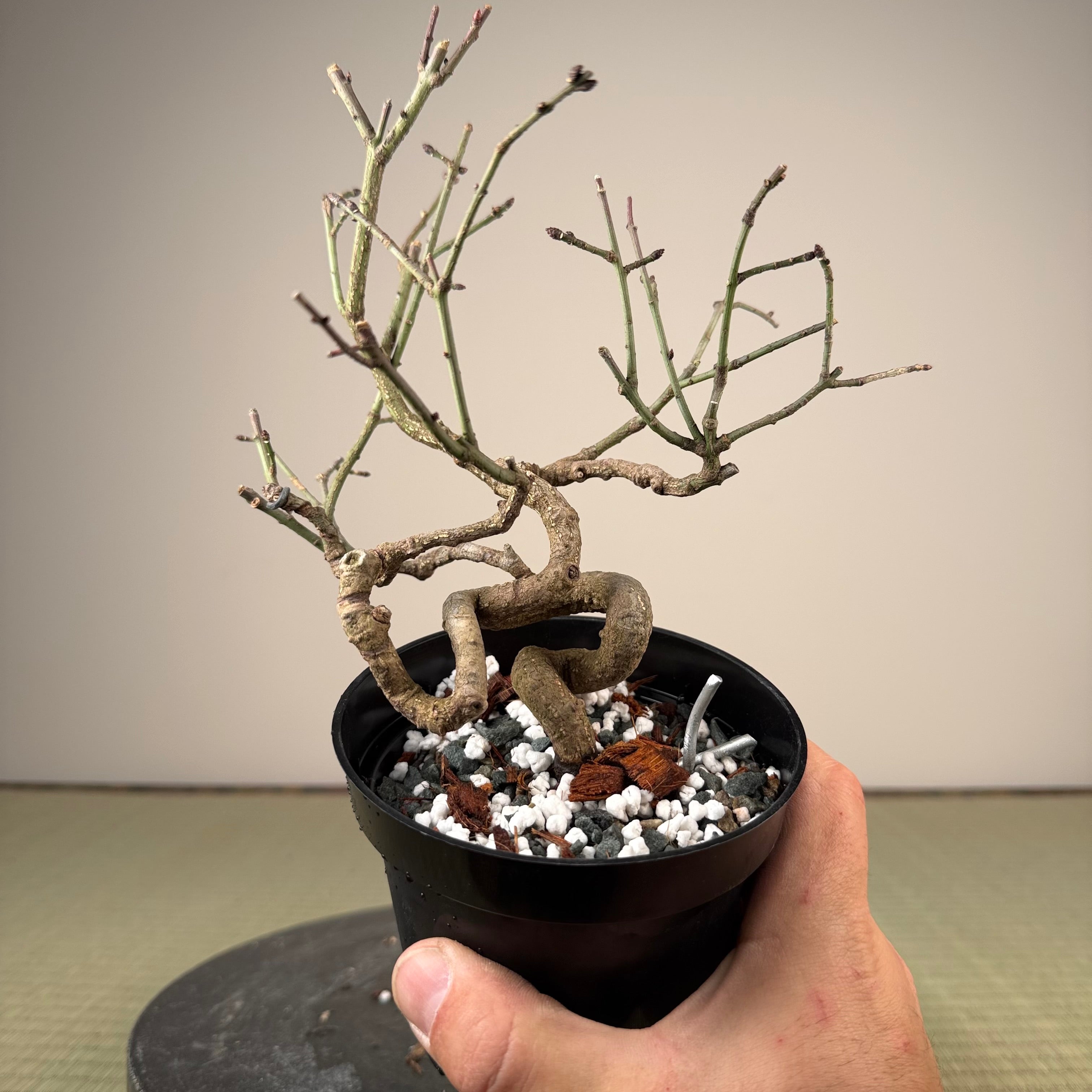 Euonymus