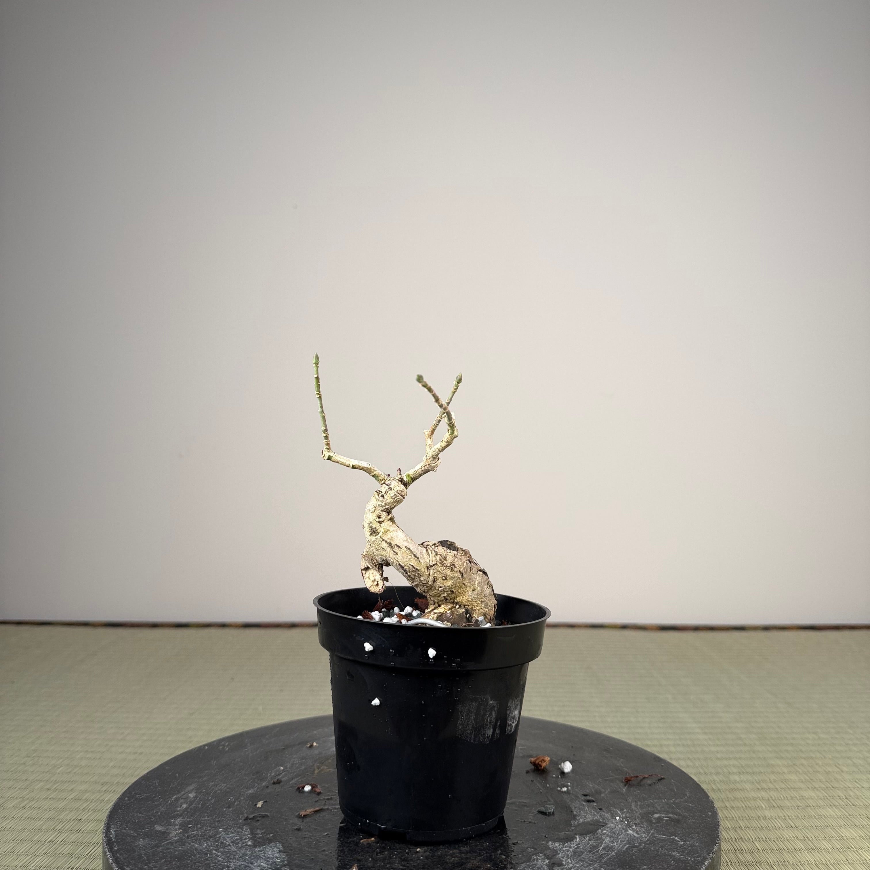Euonymus