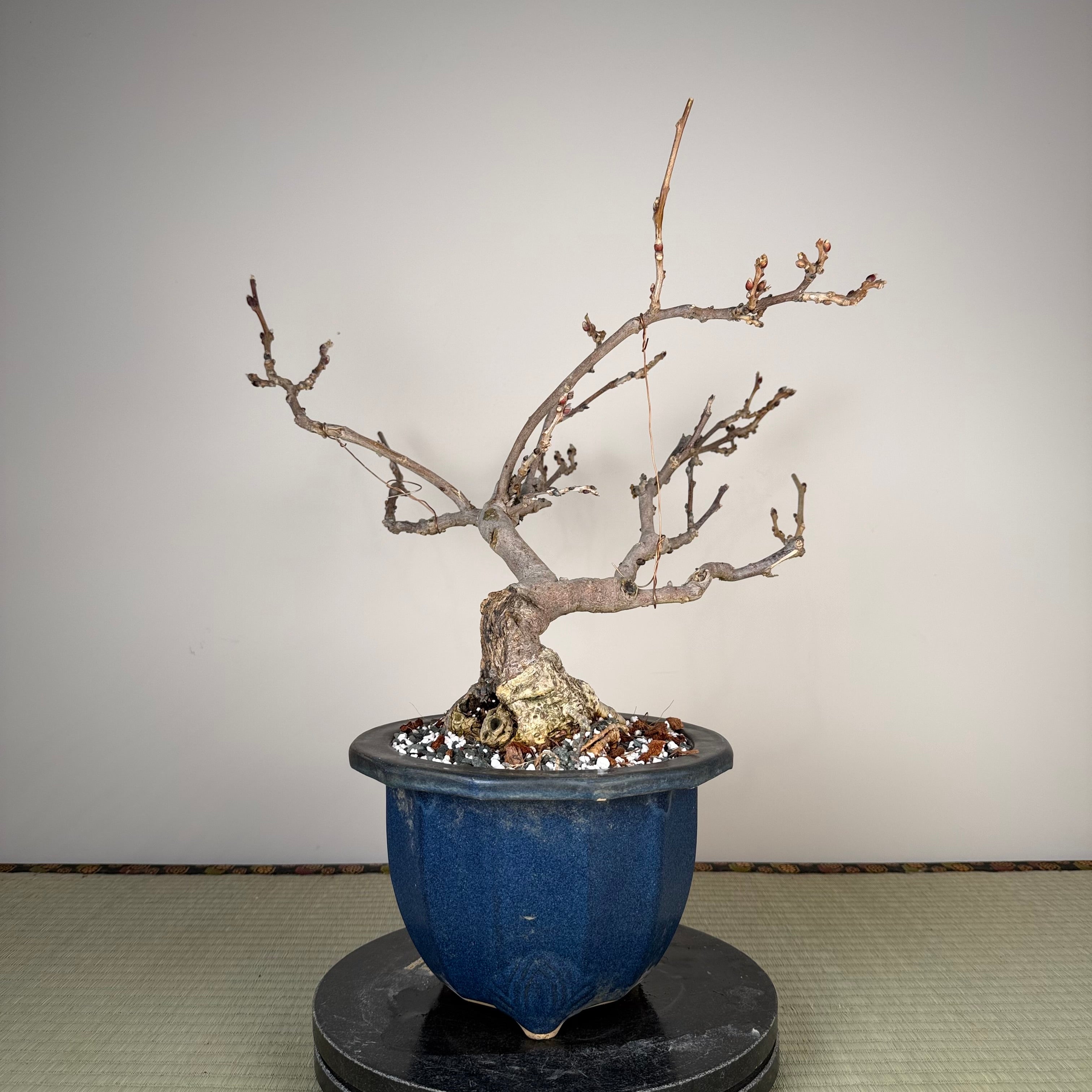 Wisteria floribunda