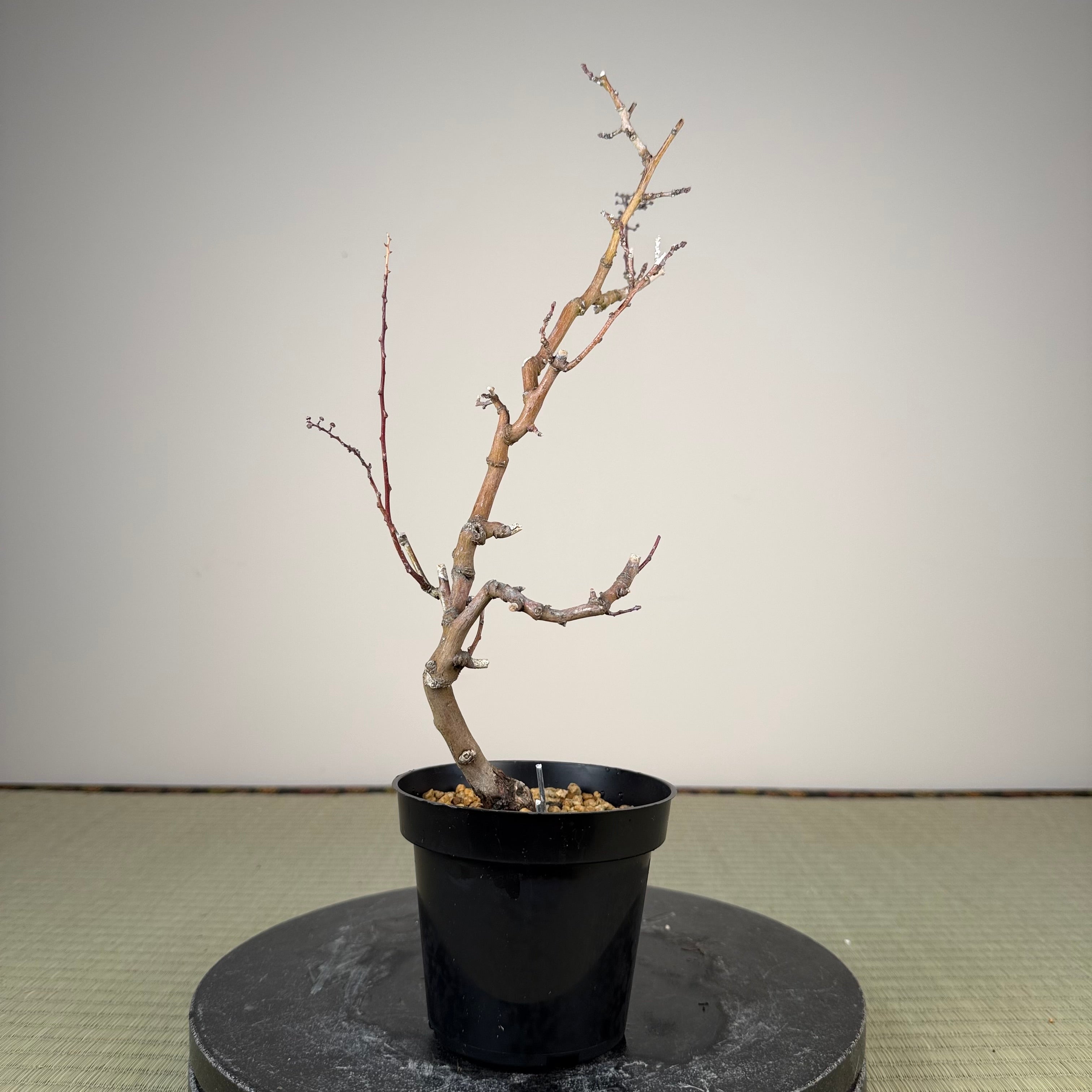 Berchemia racemosa