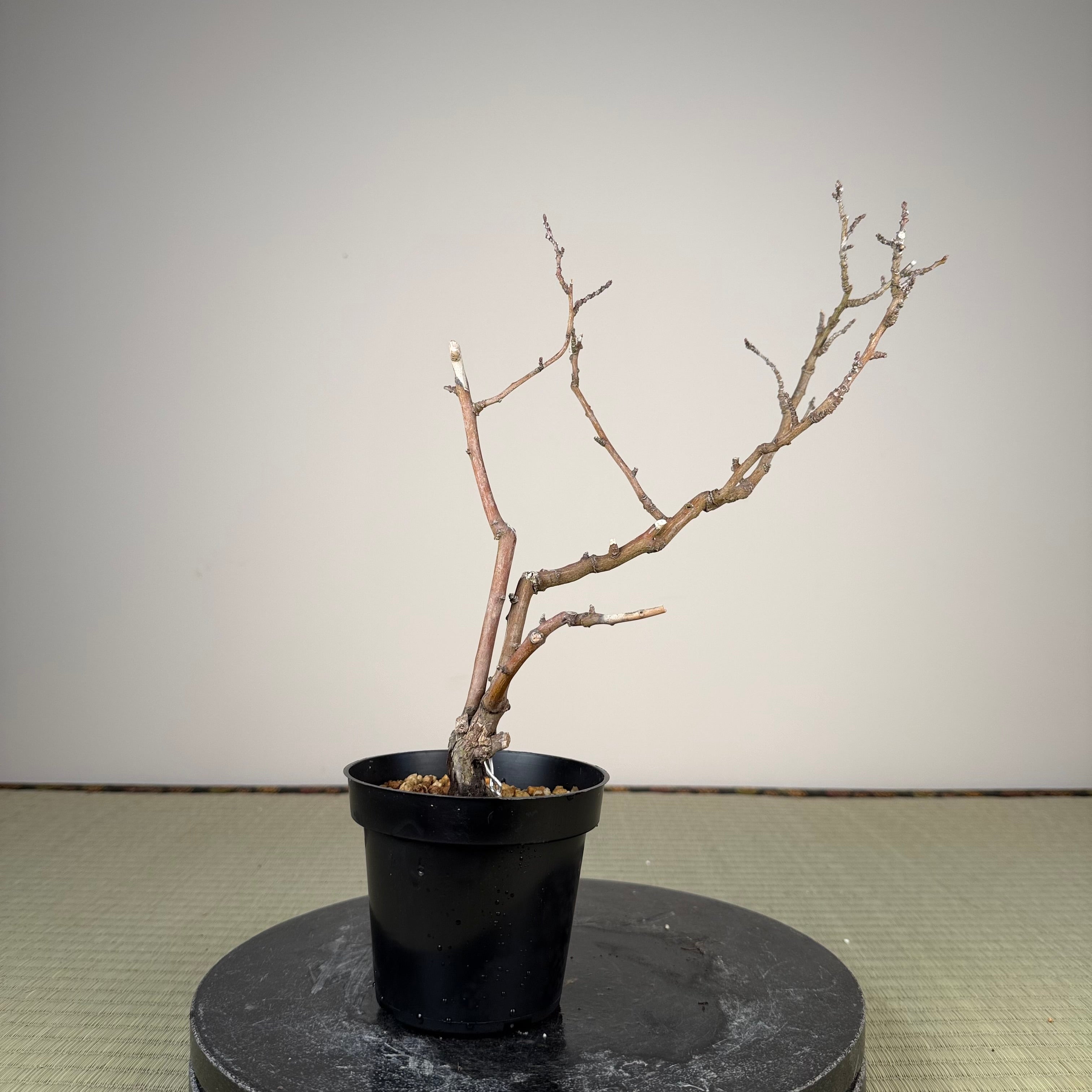 Berchemia racemosa