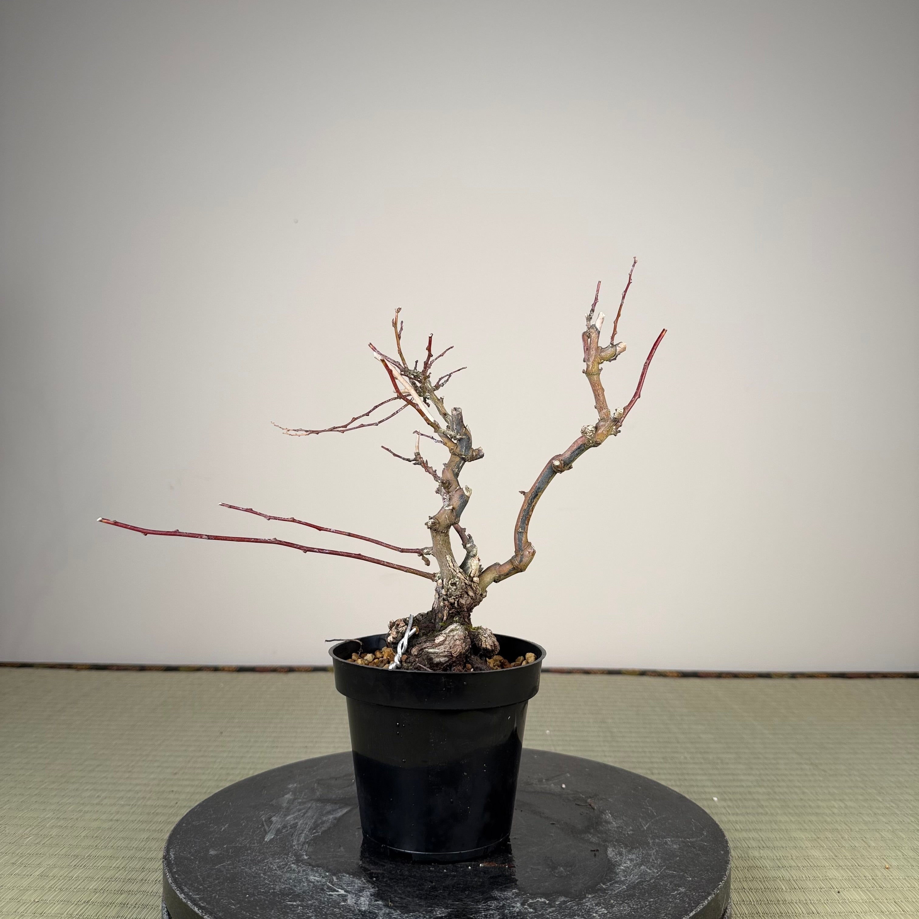 Berchemia racemosa