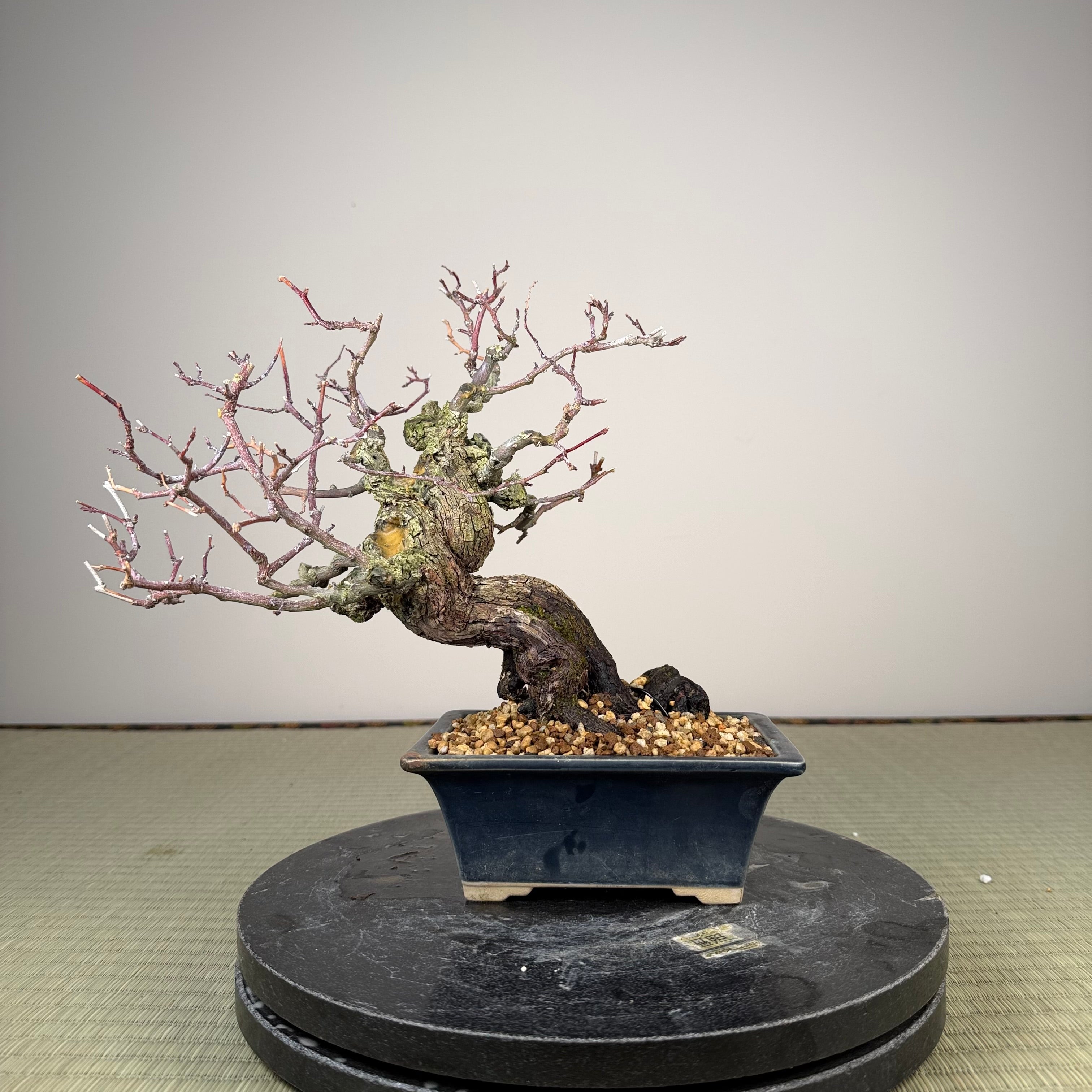 Berchemia racemosa