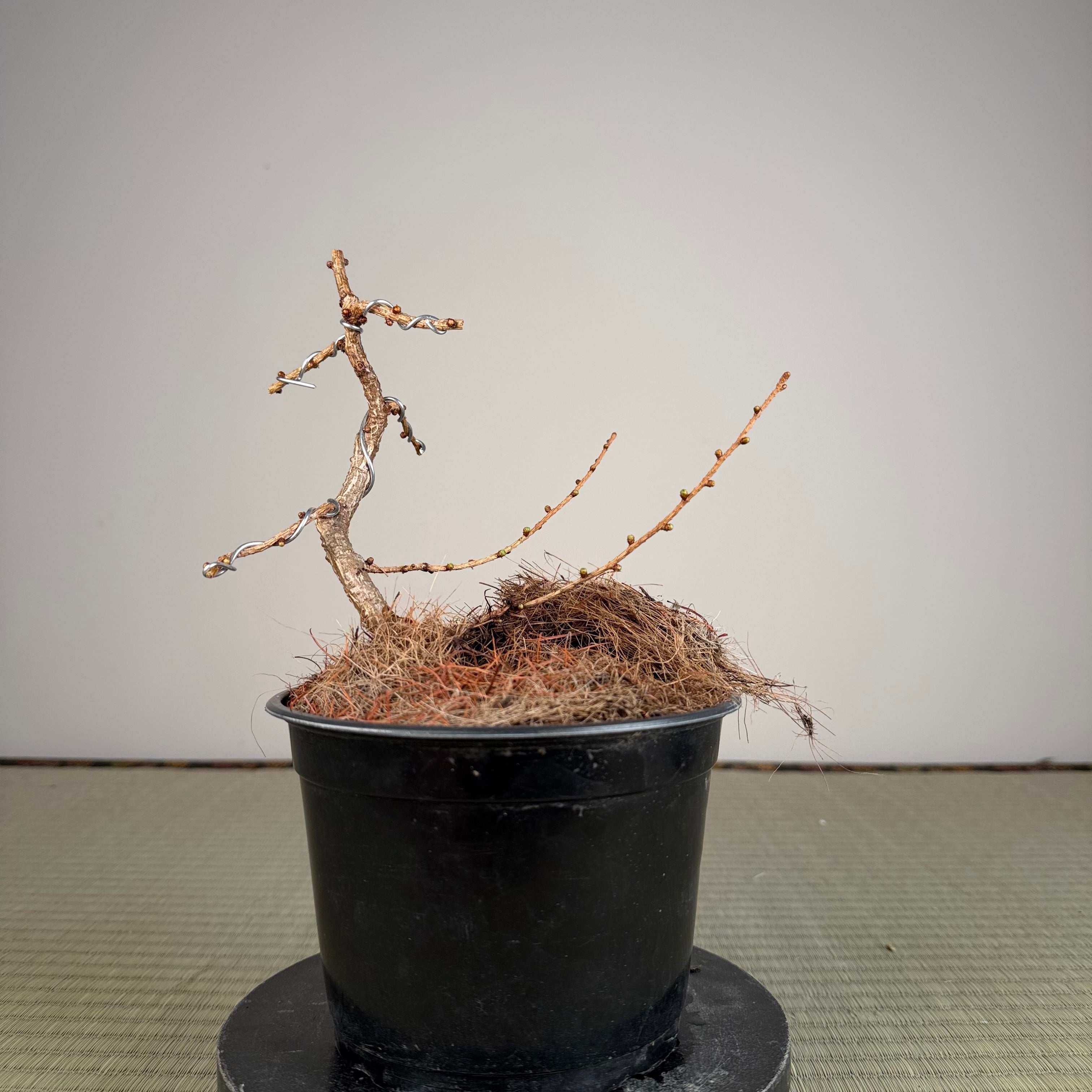 Larix leptolepsis