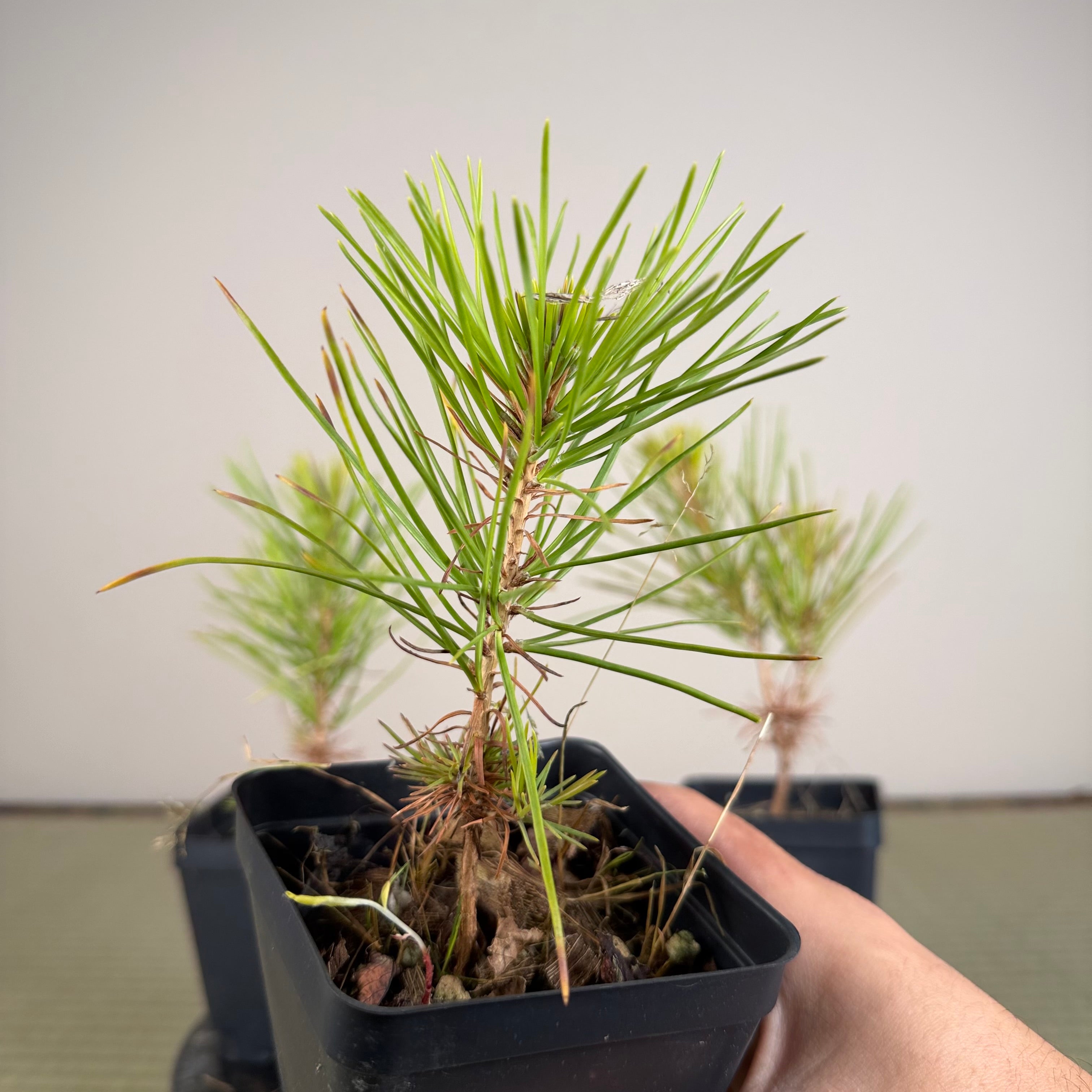 Pinus densiflora