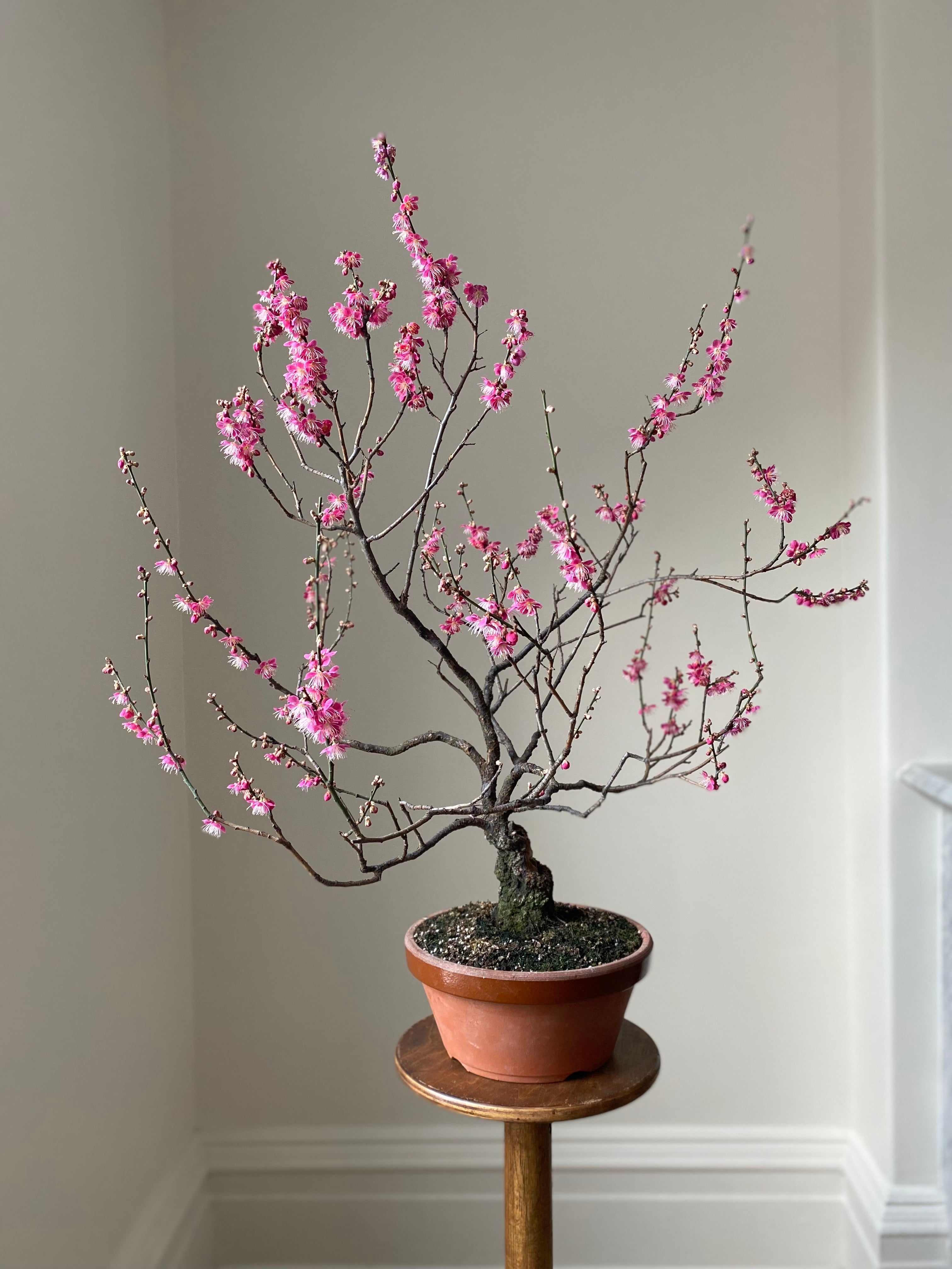 Prunus mume #7 'Hibai'