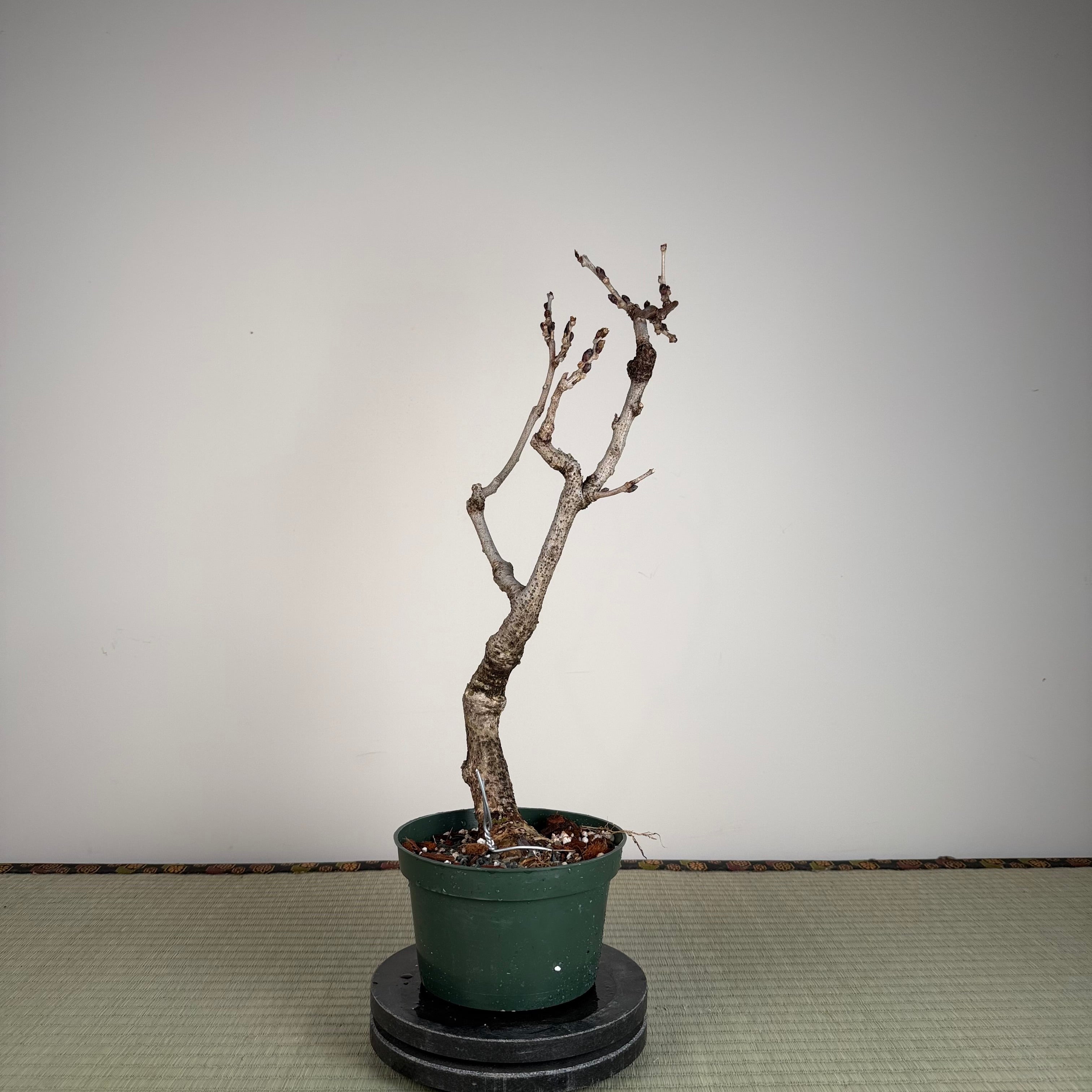 Wisteria floribunda