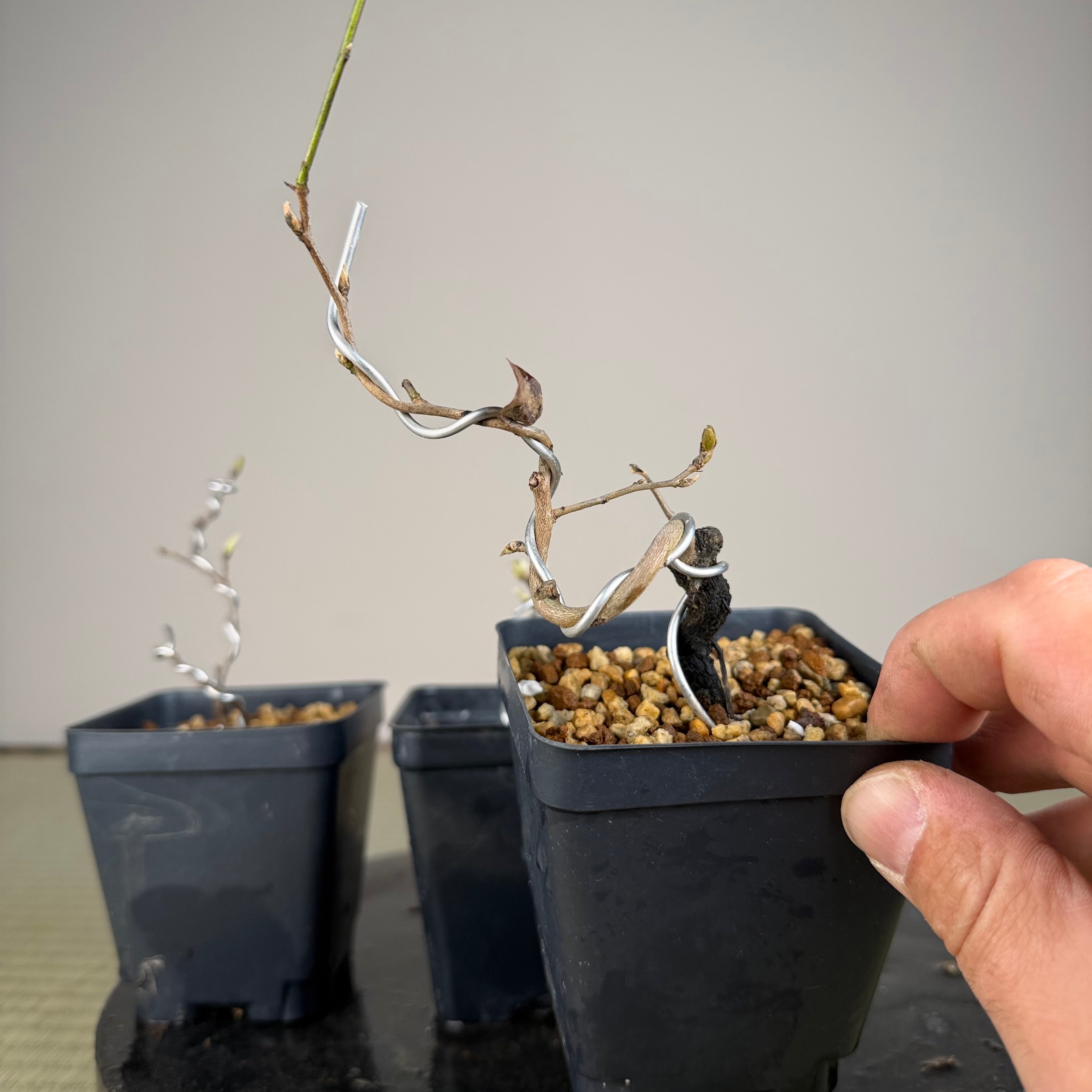 Diospyros rhombifolia (bouture de racine) 'Beniwakamaru'
