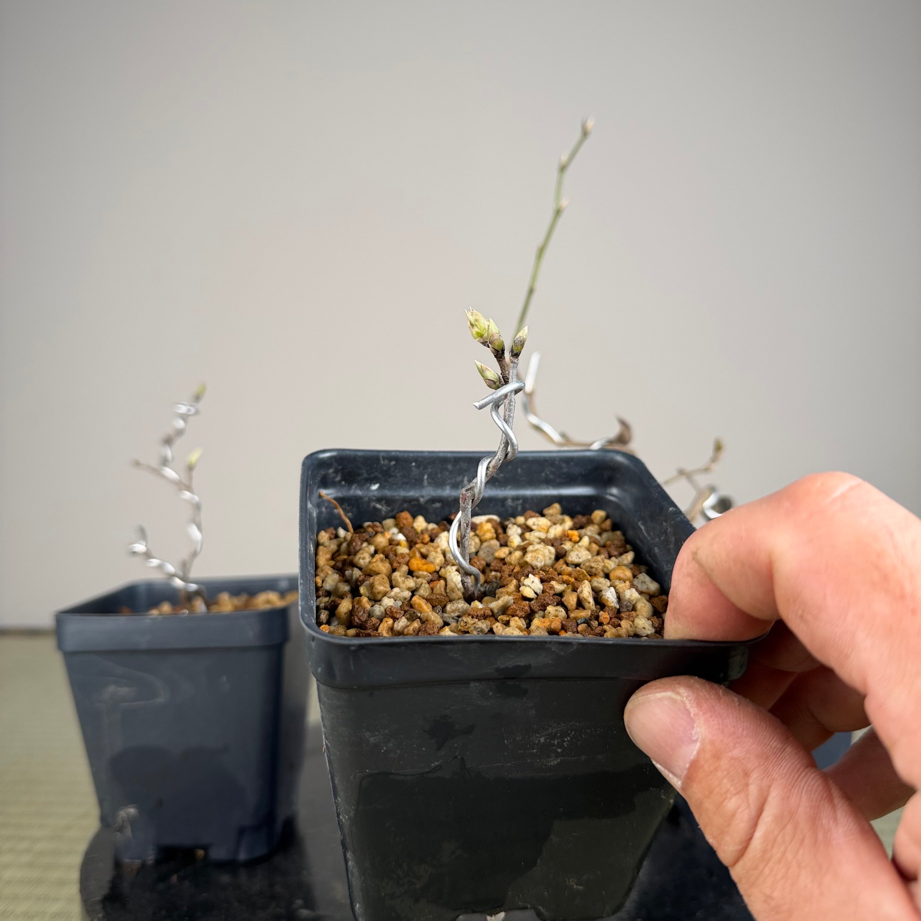 Diospyros rhombifolia (bouture de racine) 'Beniwakamaru'