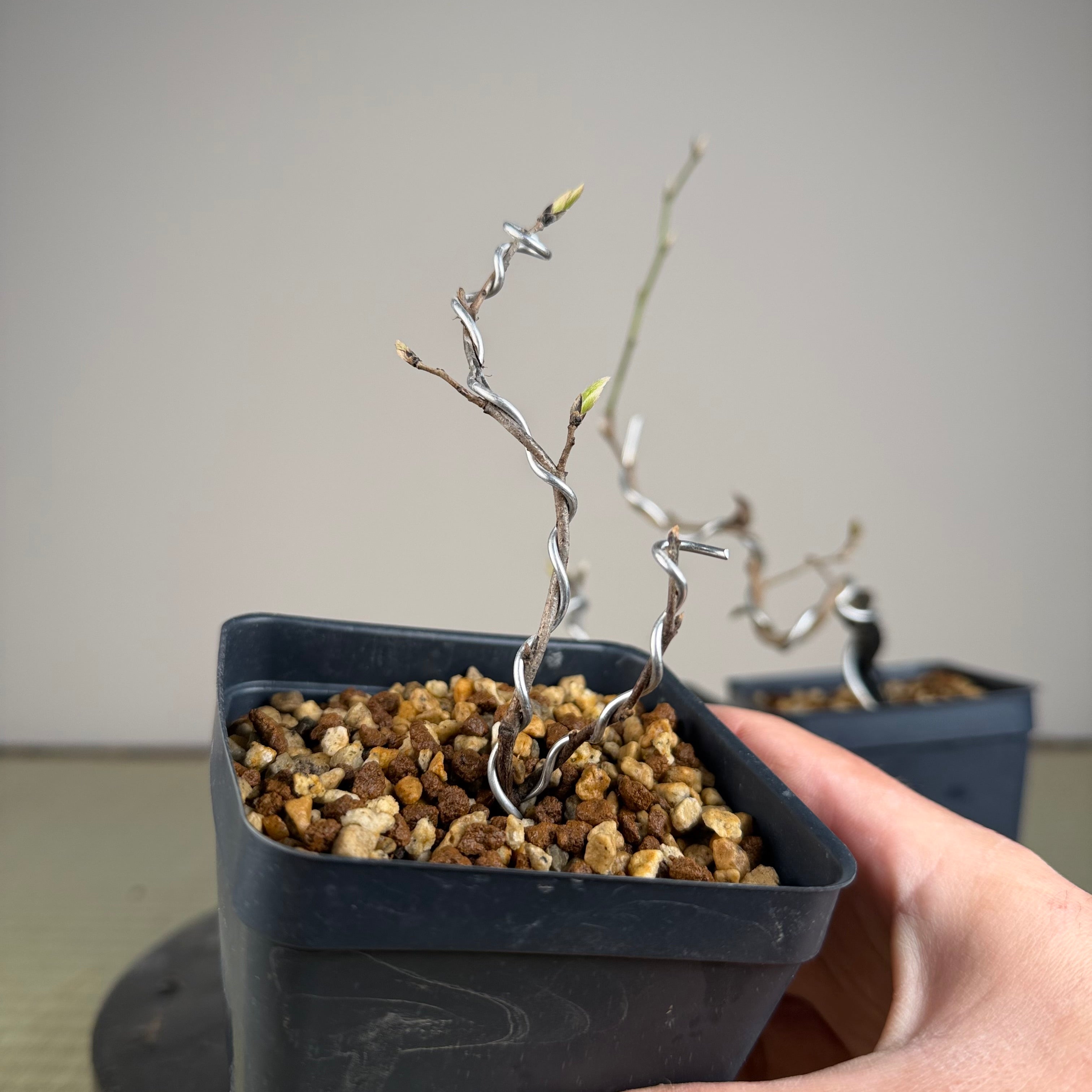 Diospyros rhombifolia (bouture de racine) 'Beniwakamaru'
