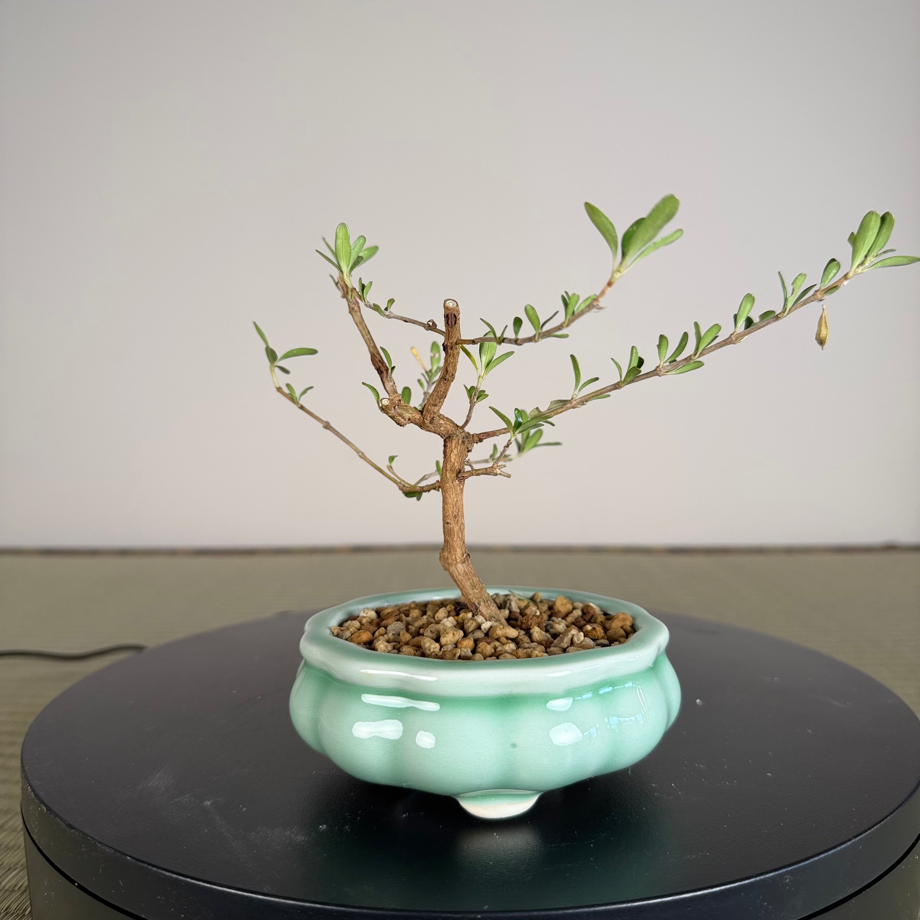 Mirror Bush