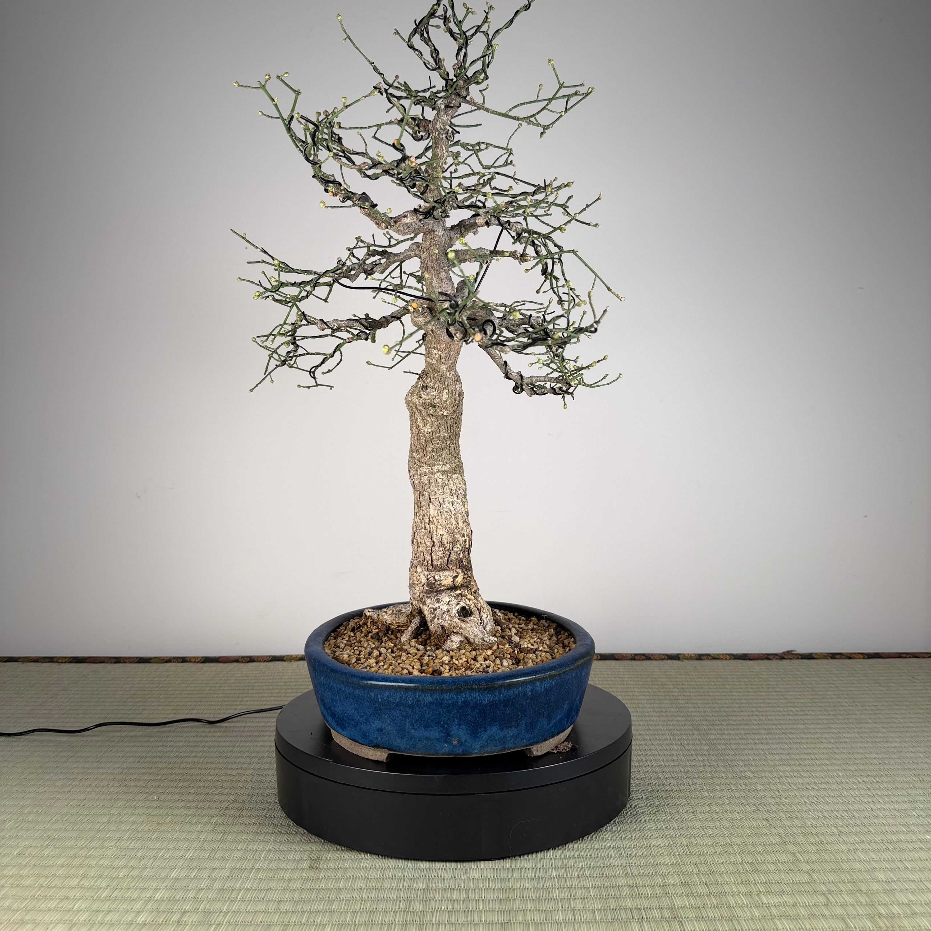Euonymus