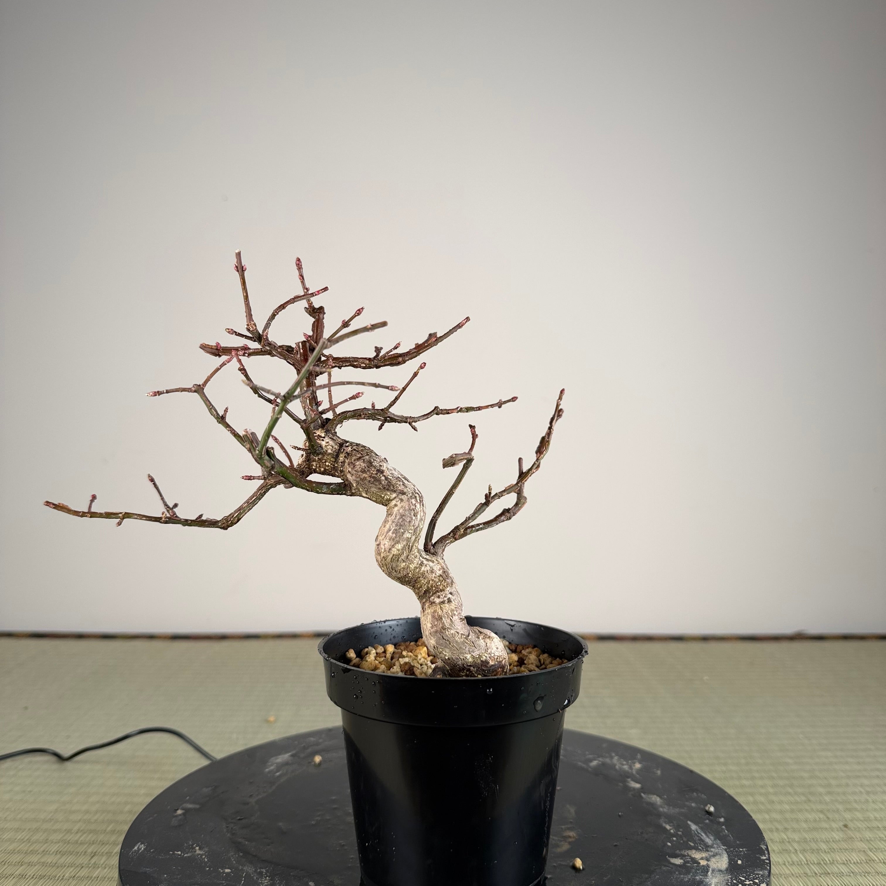 Euonymus