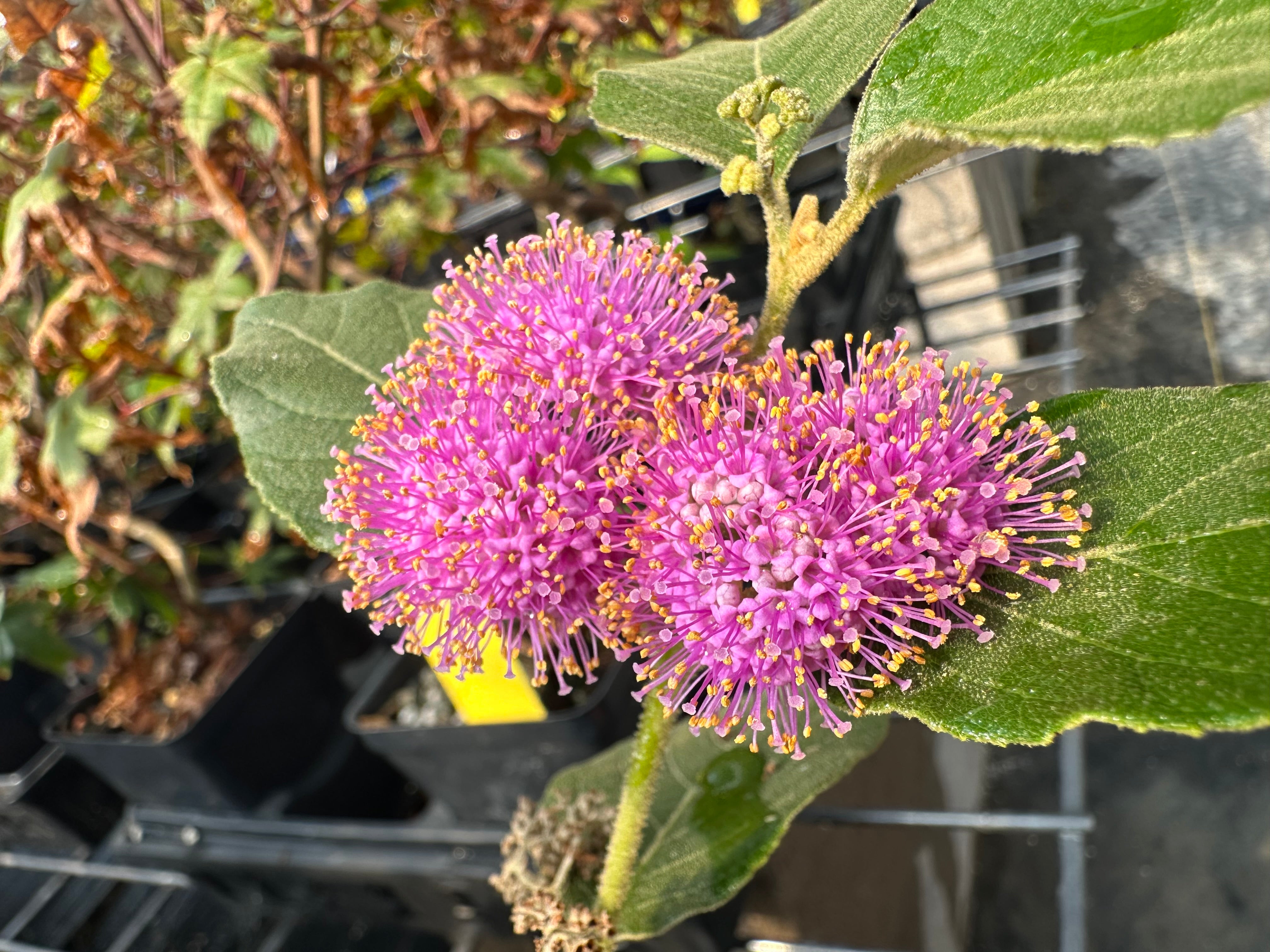 Callicarpa japonica (Nakayoshi Koyoshi)