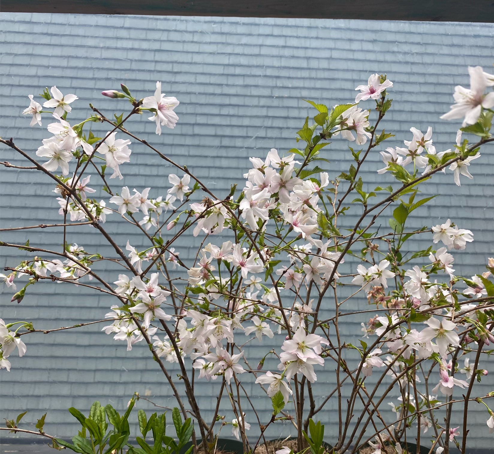 Prunus nipponica