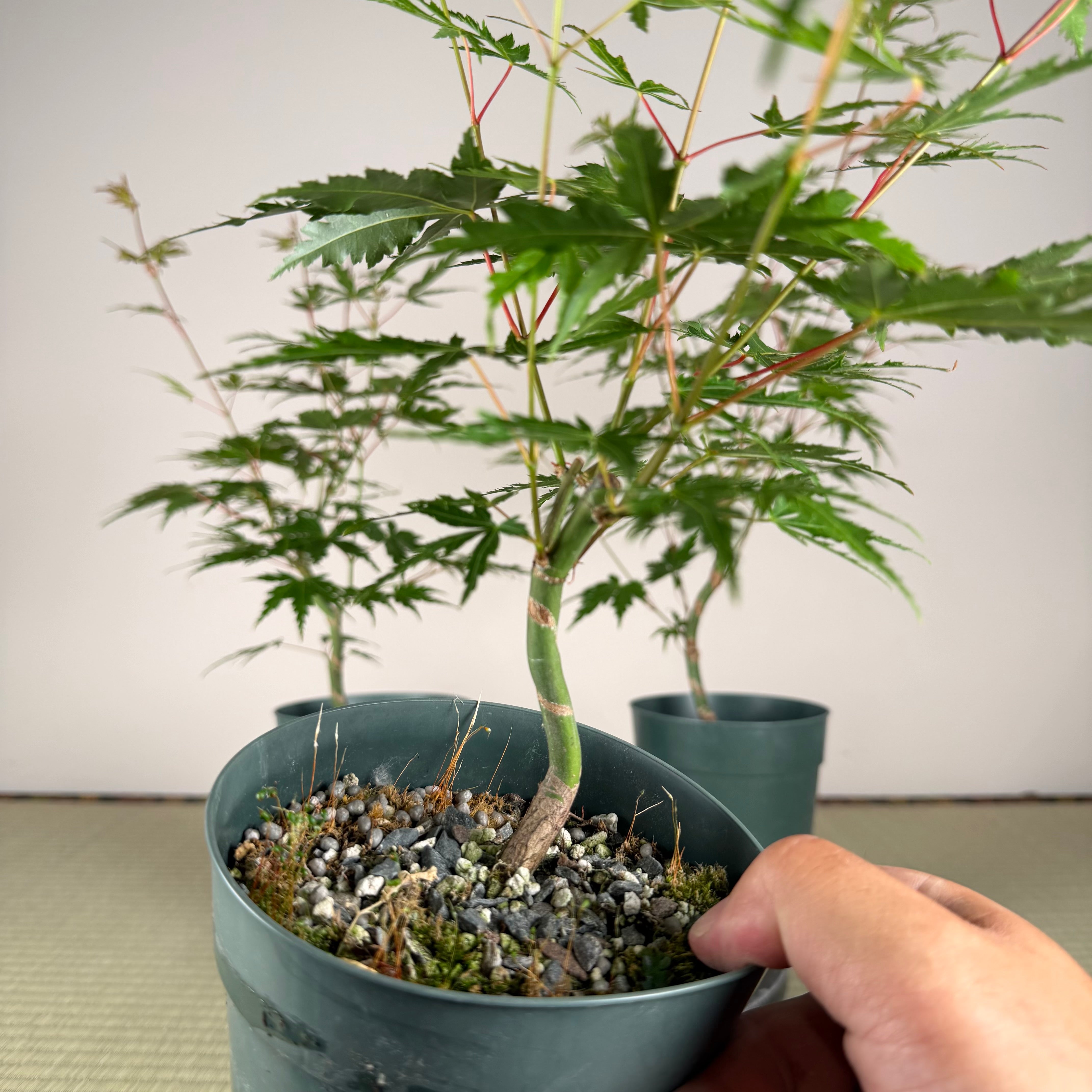 Acer palmatum 'Yves' Select'