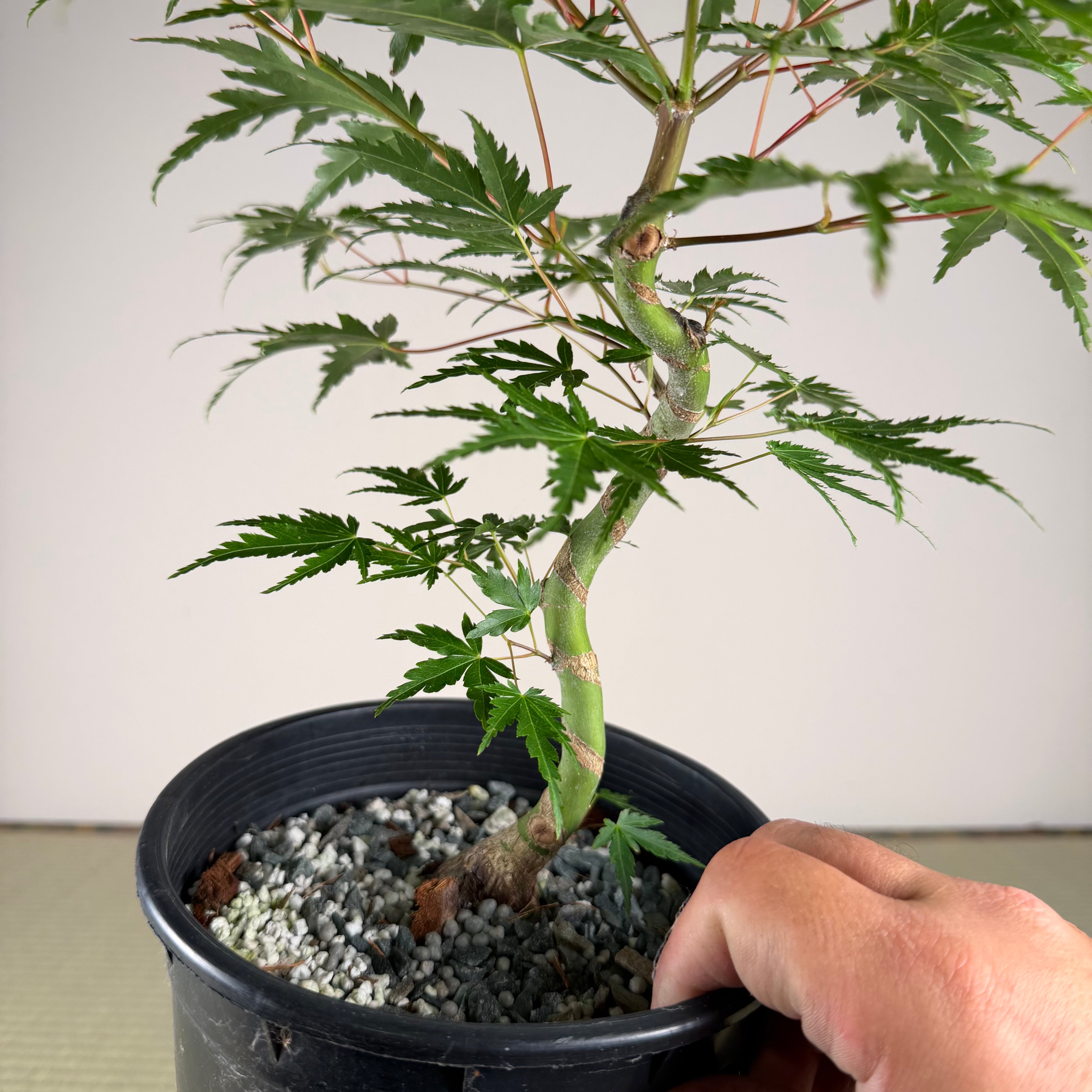 Acer palmatum 'Yves' Select' (chef's choice)