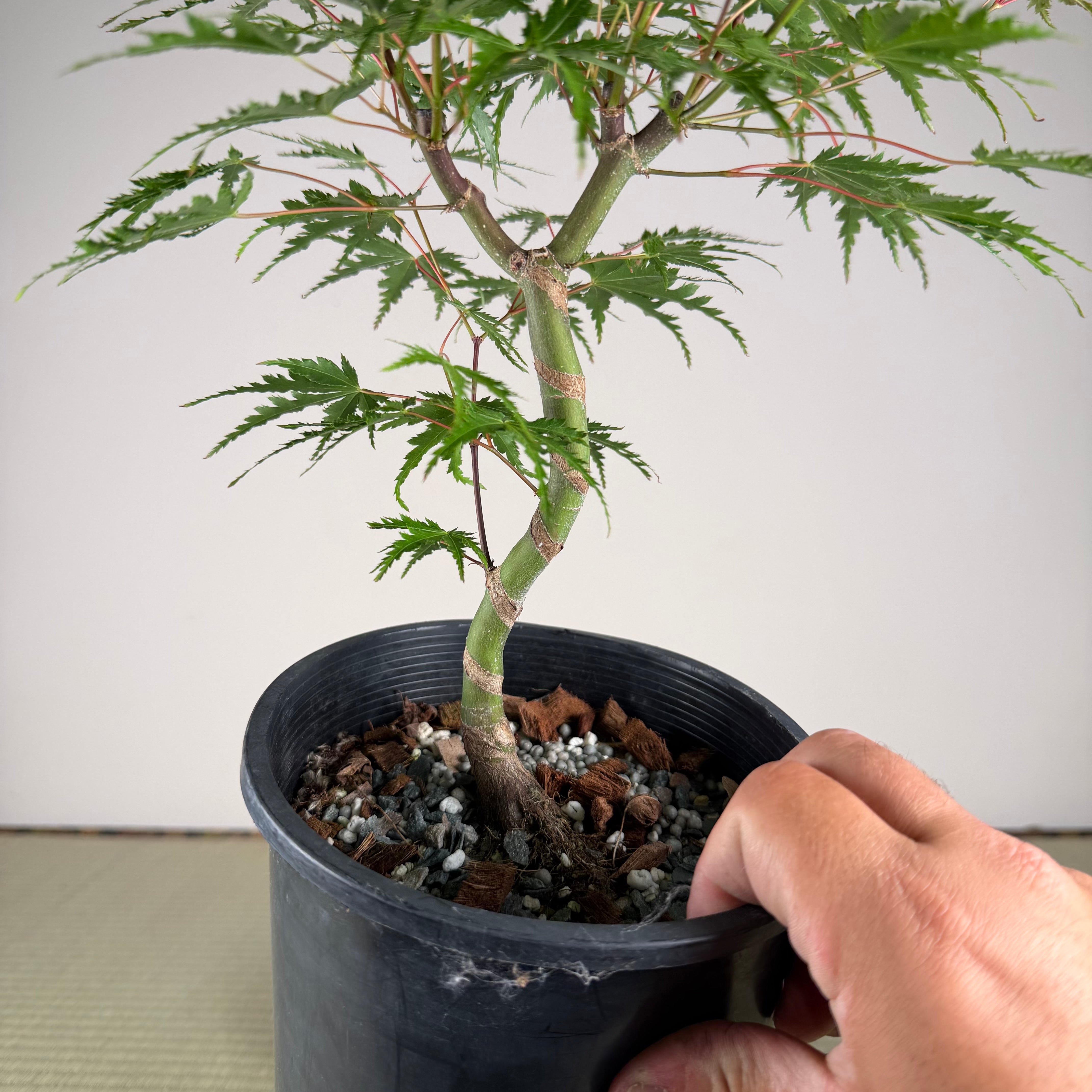 Acer palmatum 'Yves' Select' #2