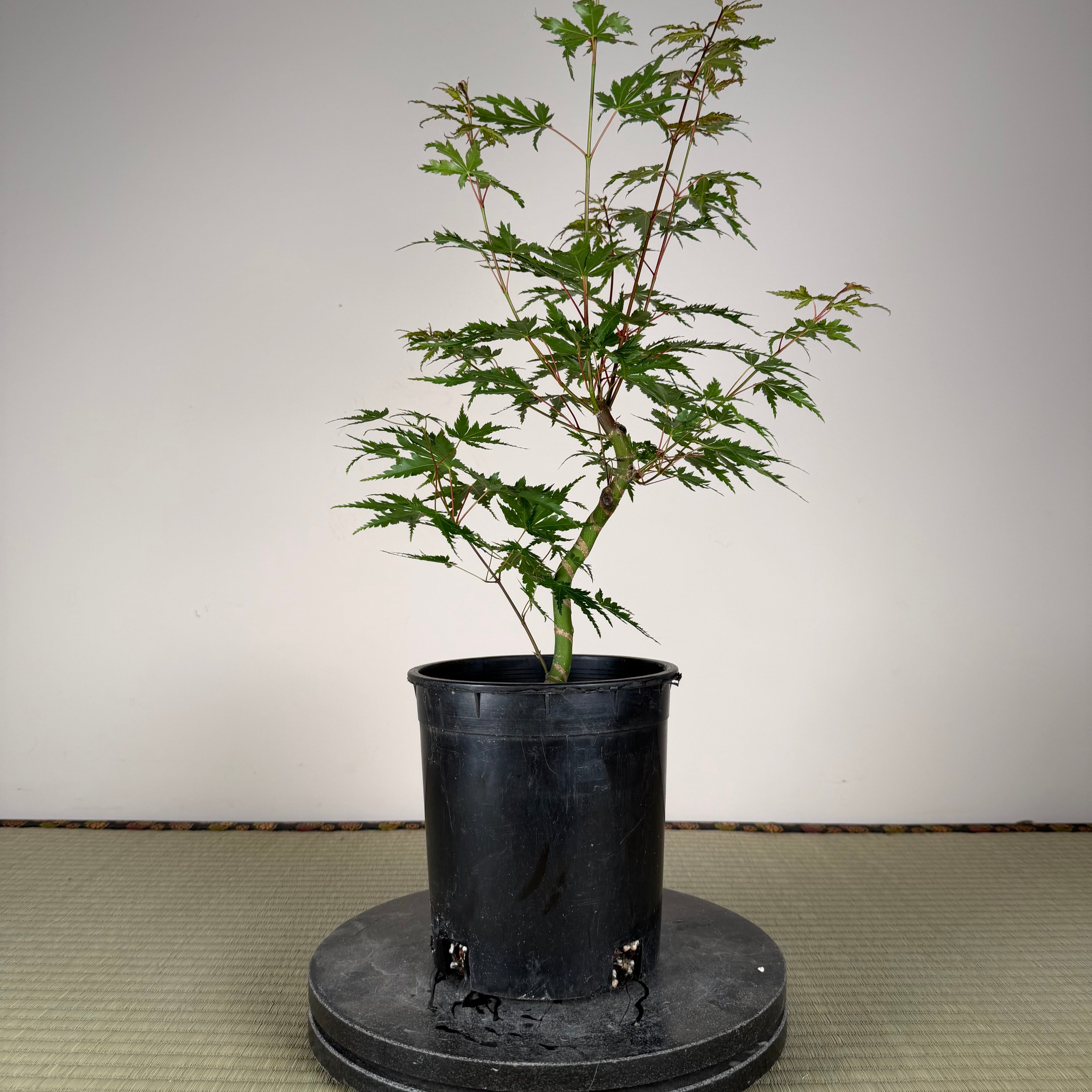 Acer palmatum 'Yves' Select' (chef's choice)