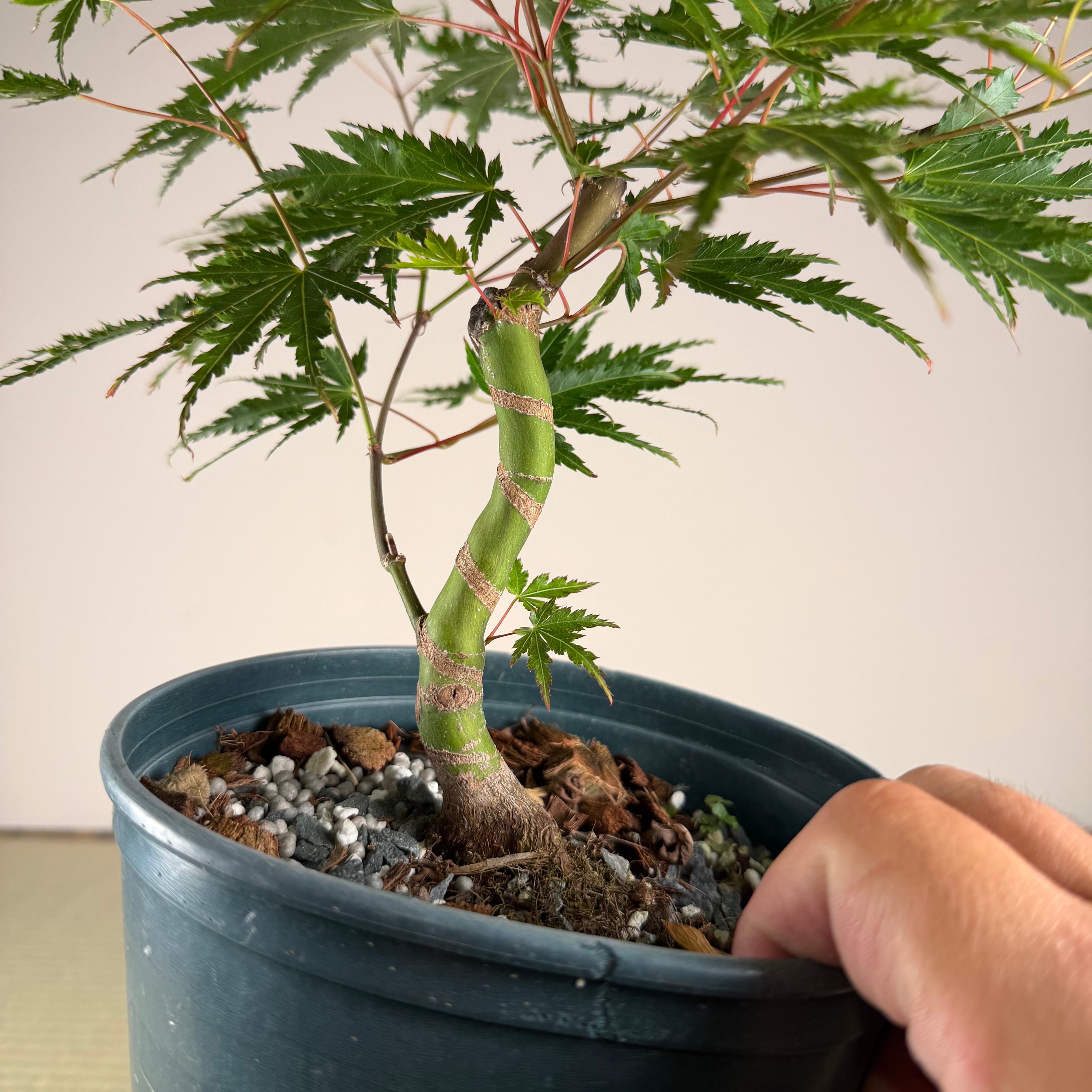 Acer palmatum 'Yves' Select' (chef's choice)