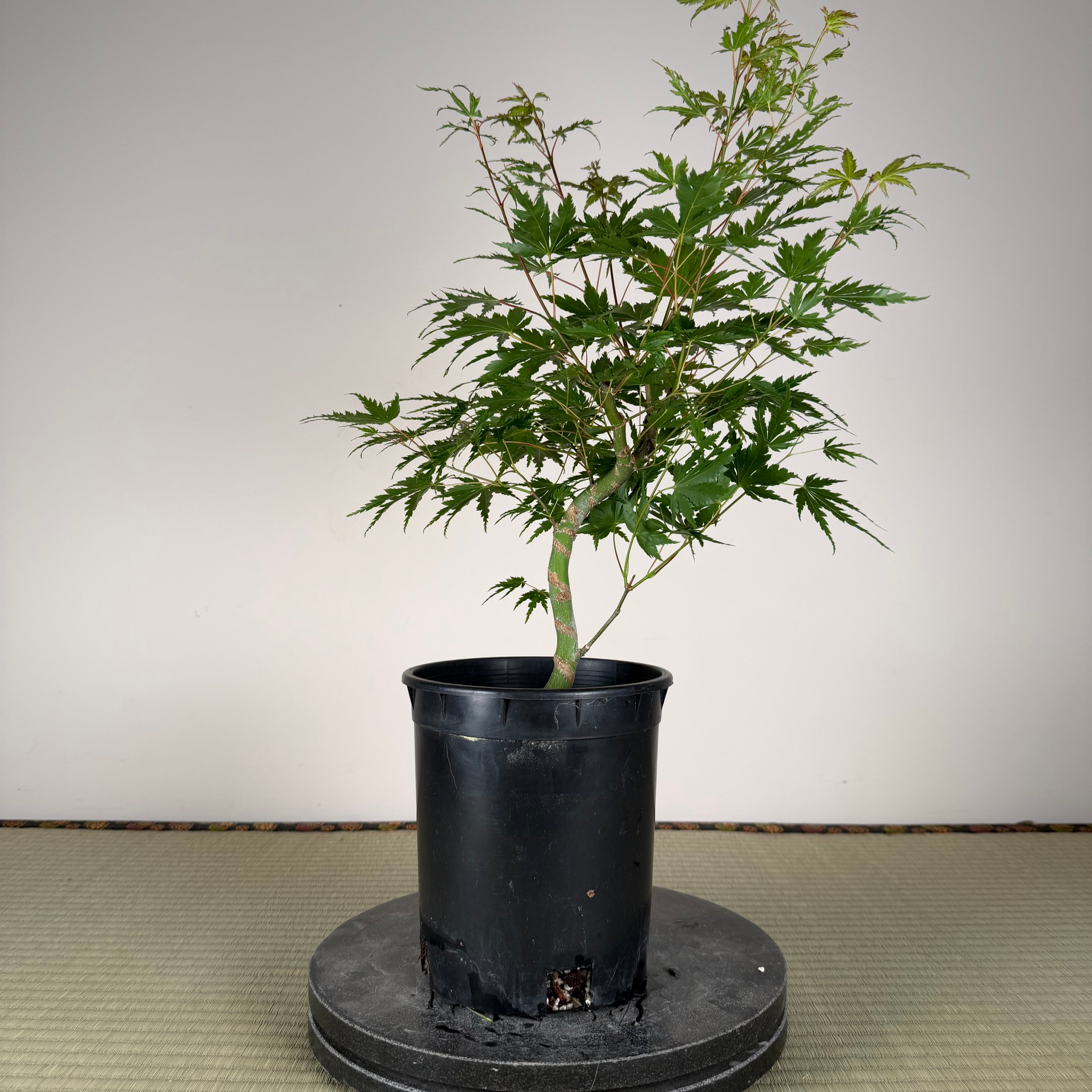 Acer palmatum 'Yves' Select' (chef's choice)