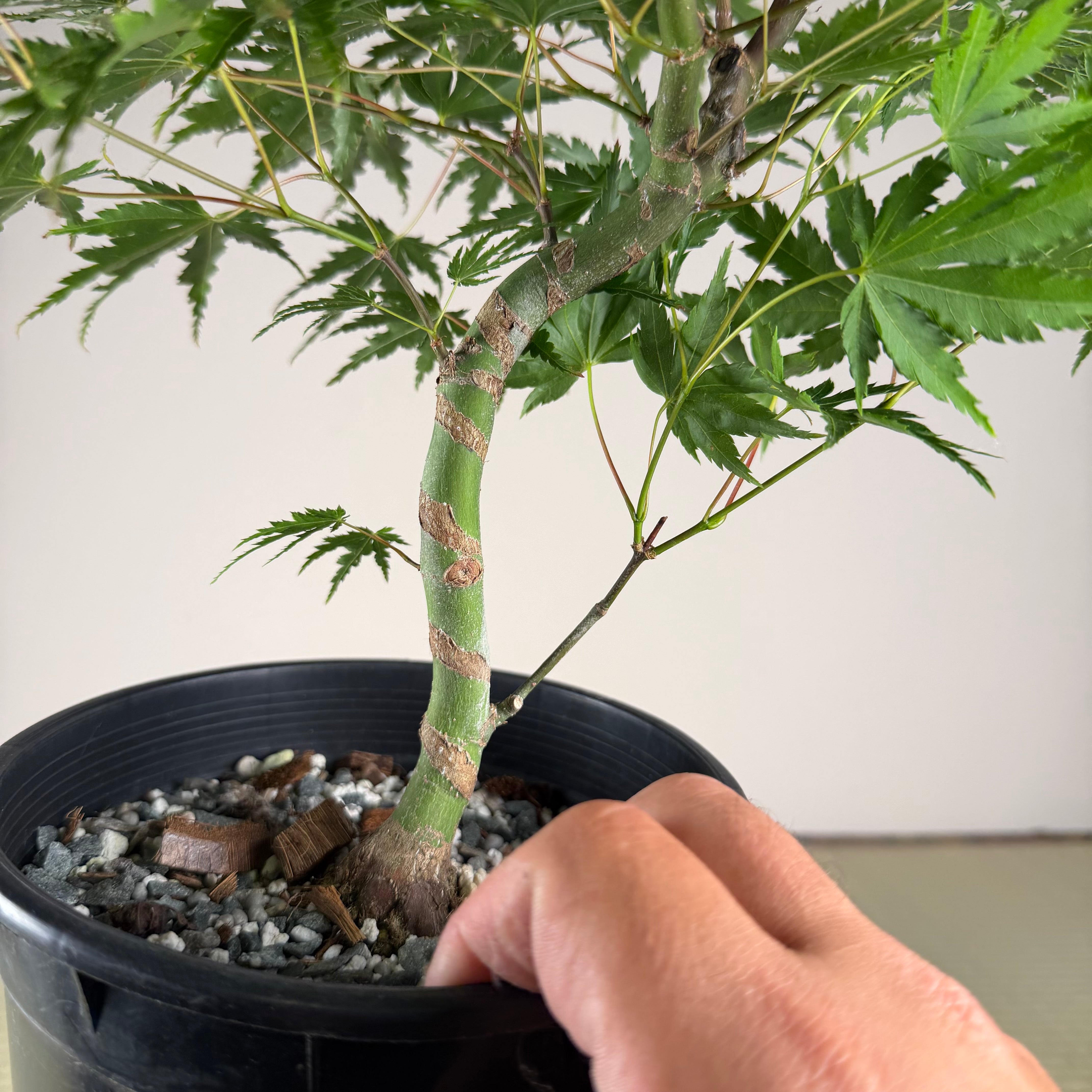 Acer palmatum 'Yves' Select' #5