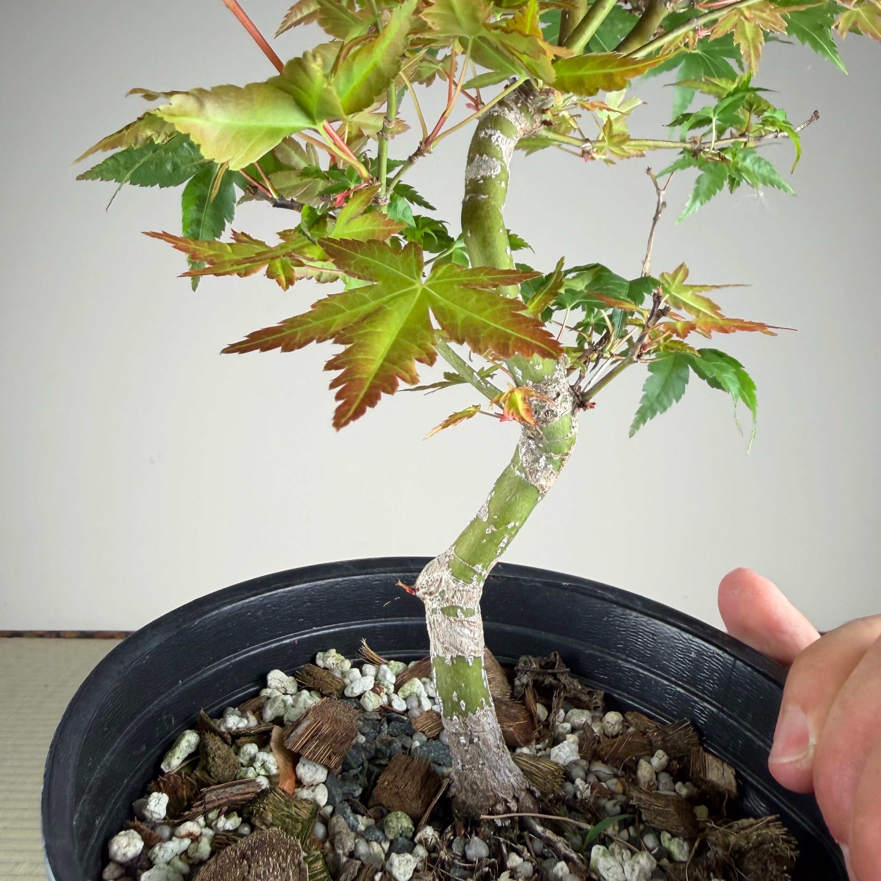 Acer palmatum 'Beni Chidori' #1 (see note)