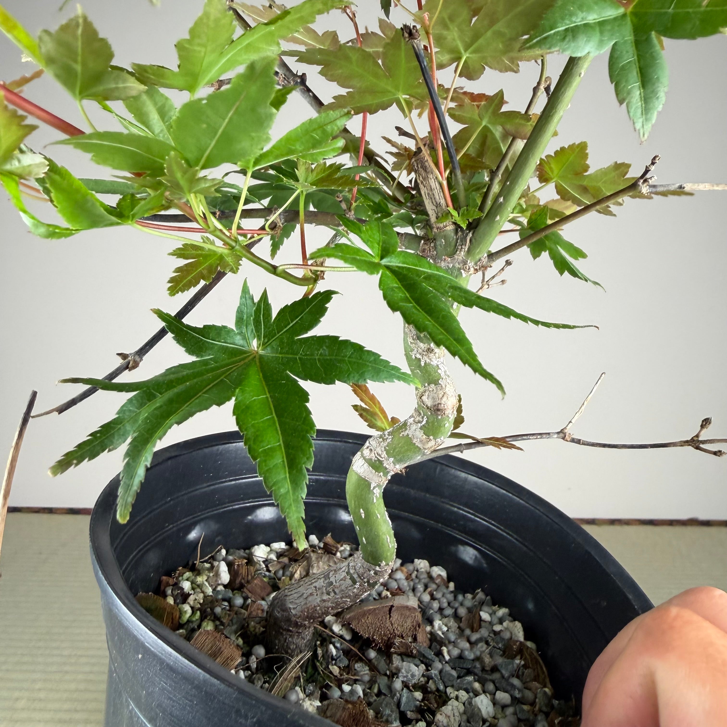 Acer palmatum 'Beni Chidori' #2 (see note)
