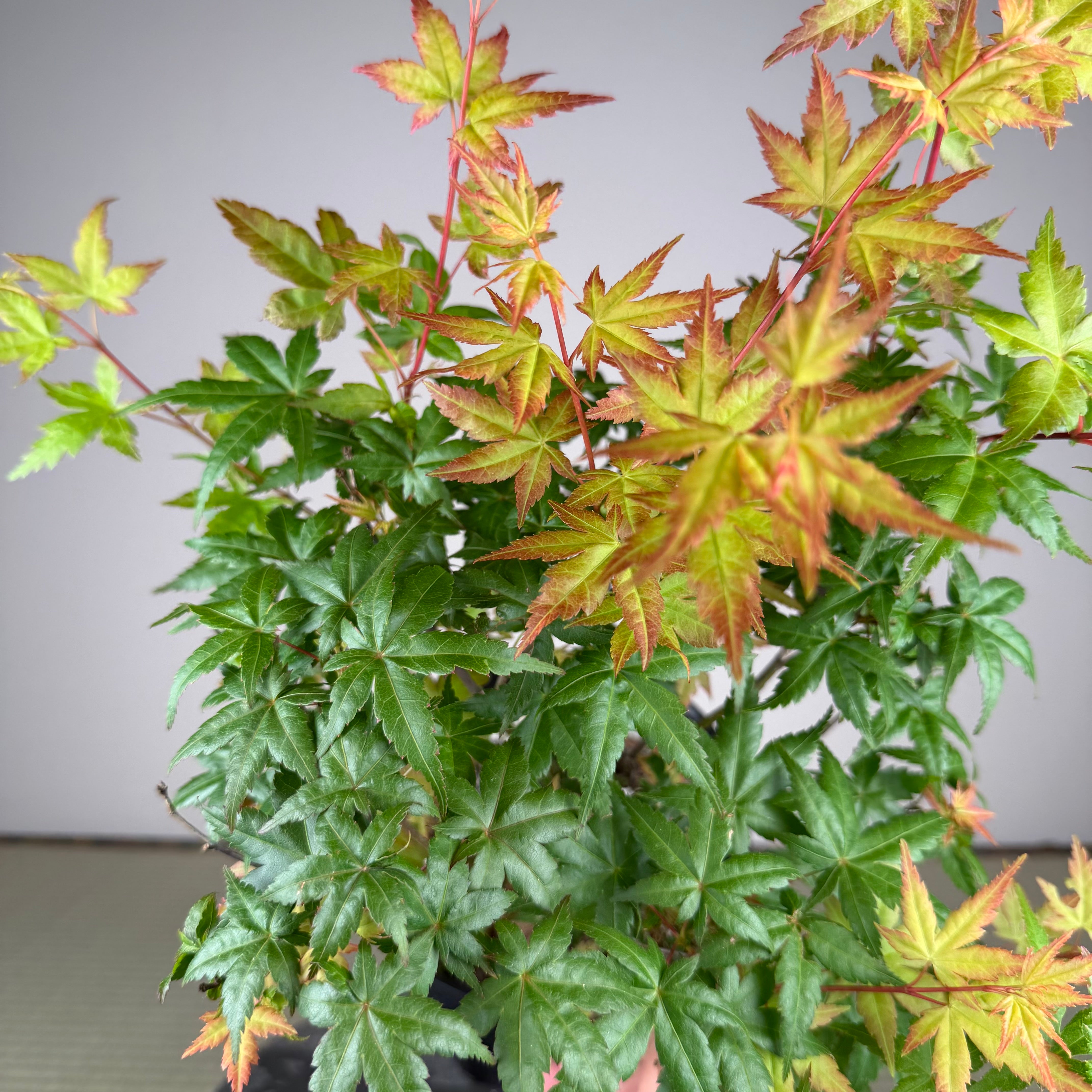 Acer palmatum 'Beni Chidori' #3 (see note)