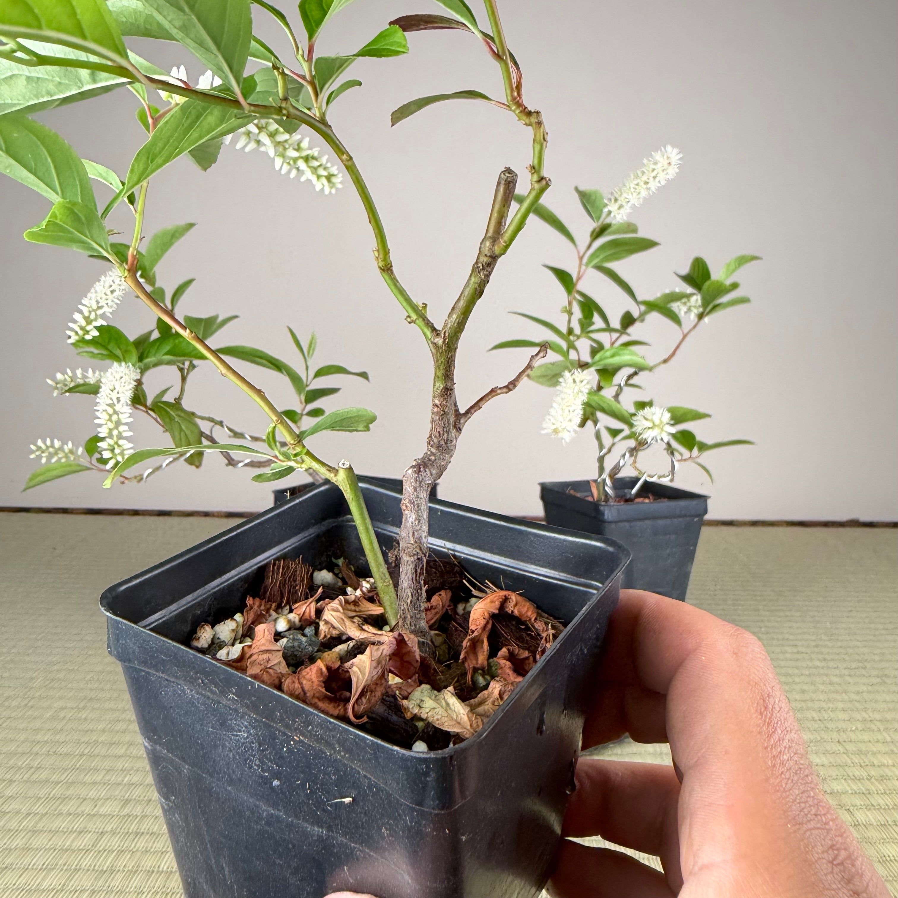 Itea japonica