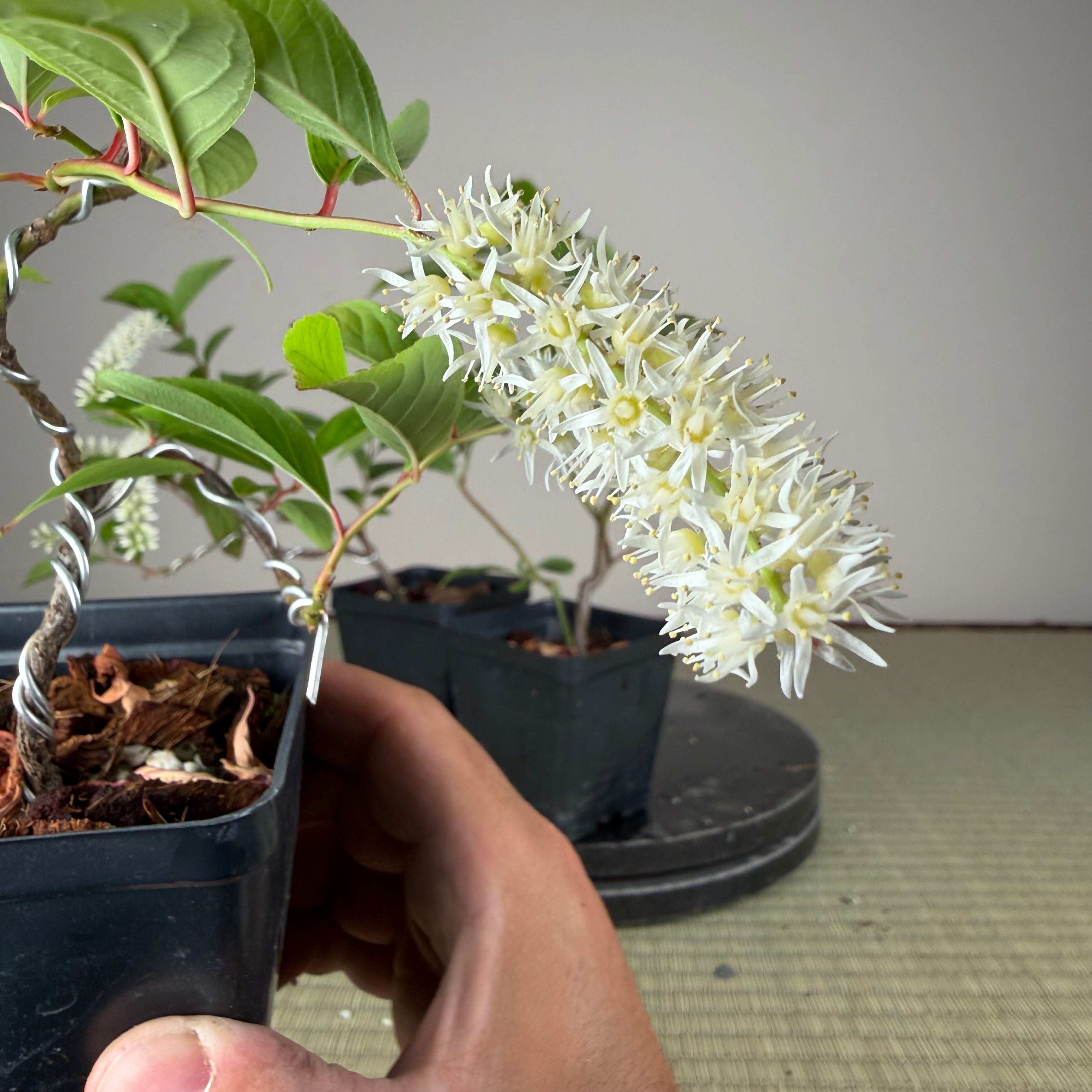 Itea japonica