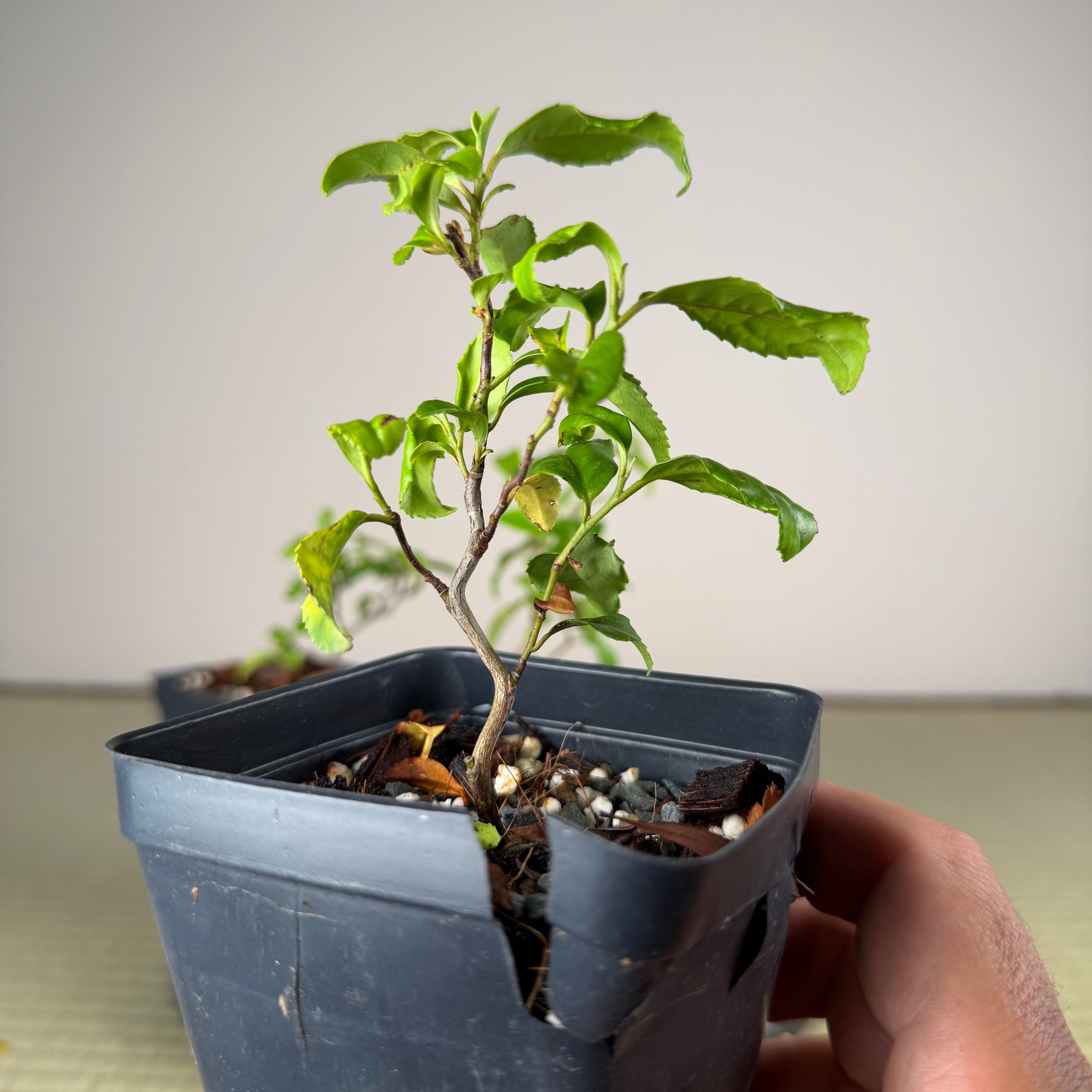 Camellia sinensis 'Unryu'
