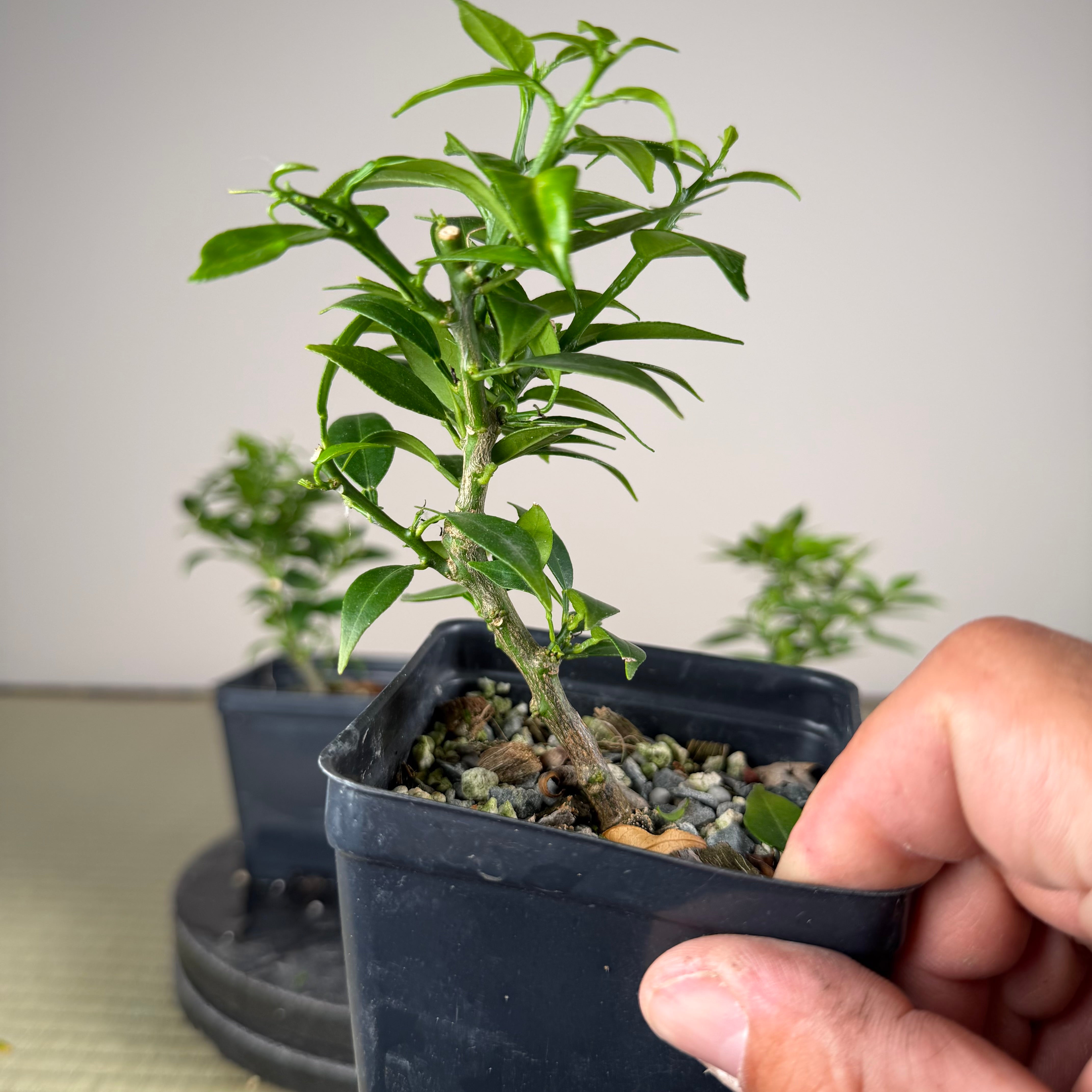 Citrus myrtifolia (Chinotto)
