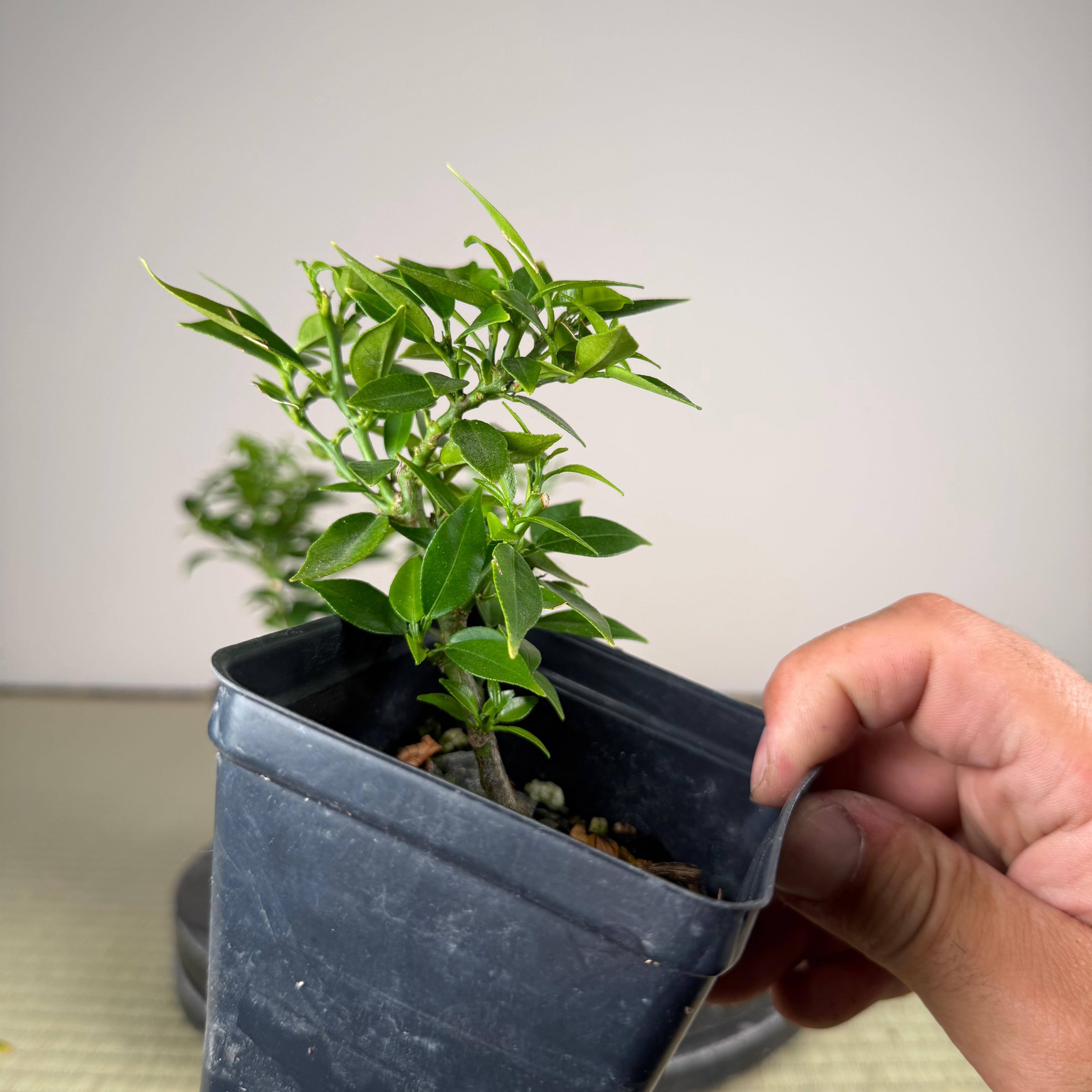 Citrus myrtifolia (Chinotto)