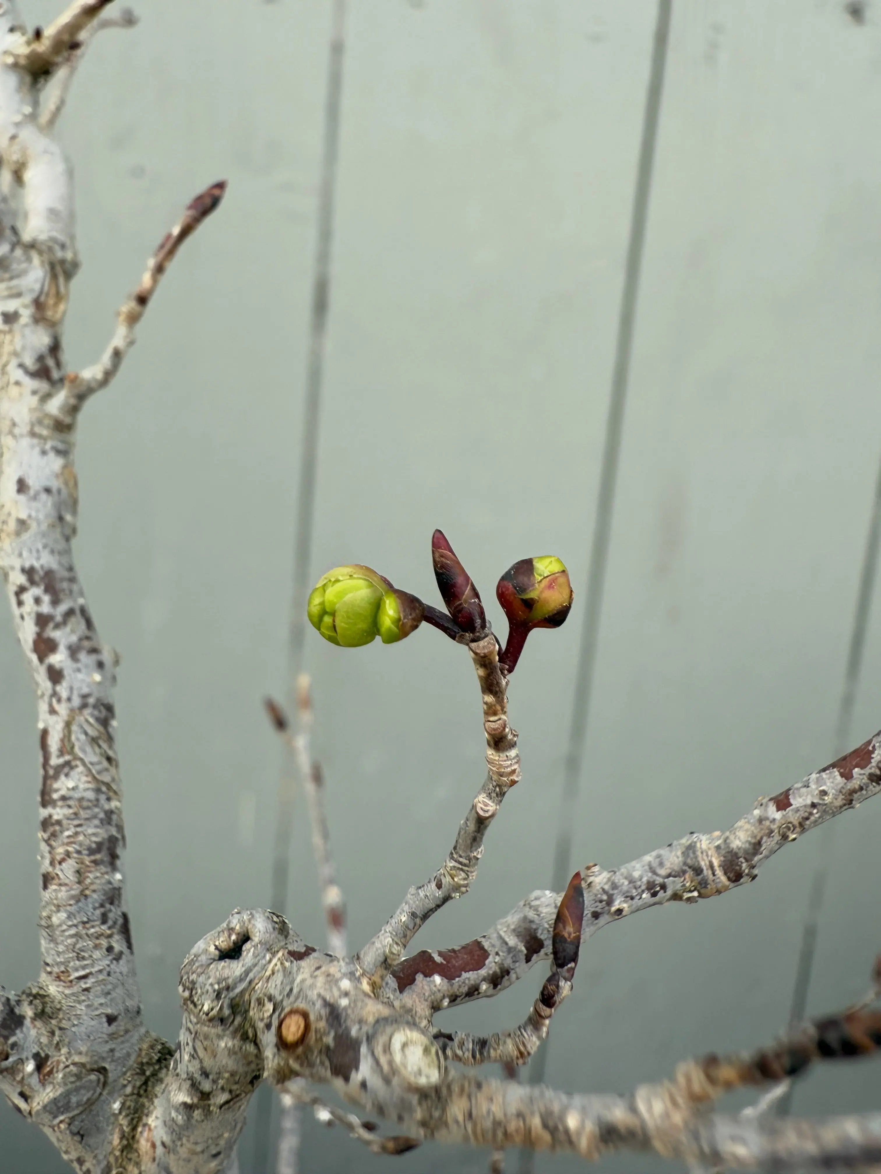 Lindera praecox Canada Bonsai