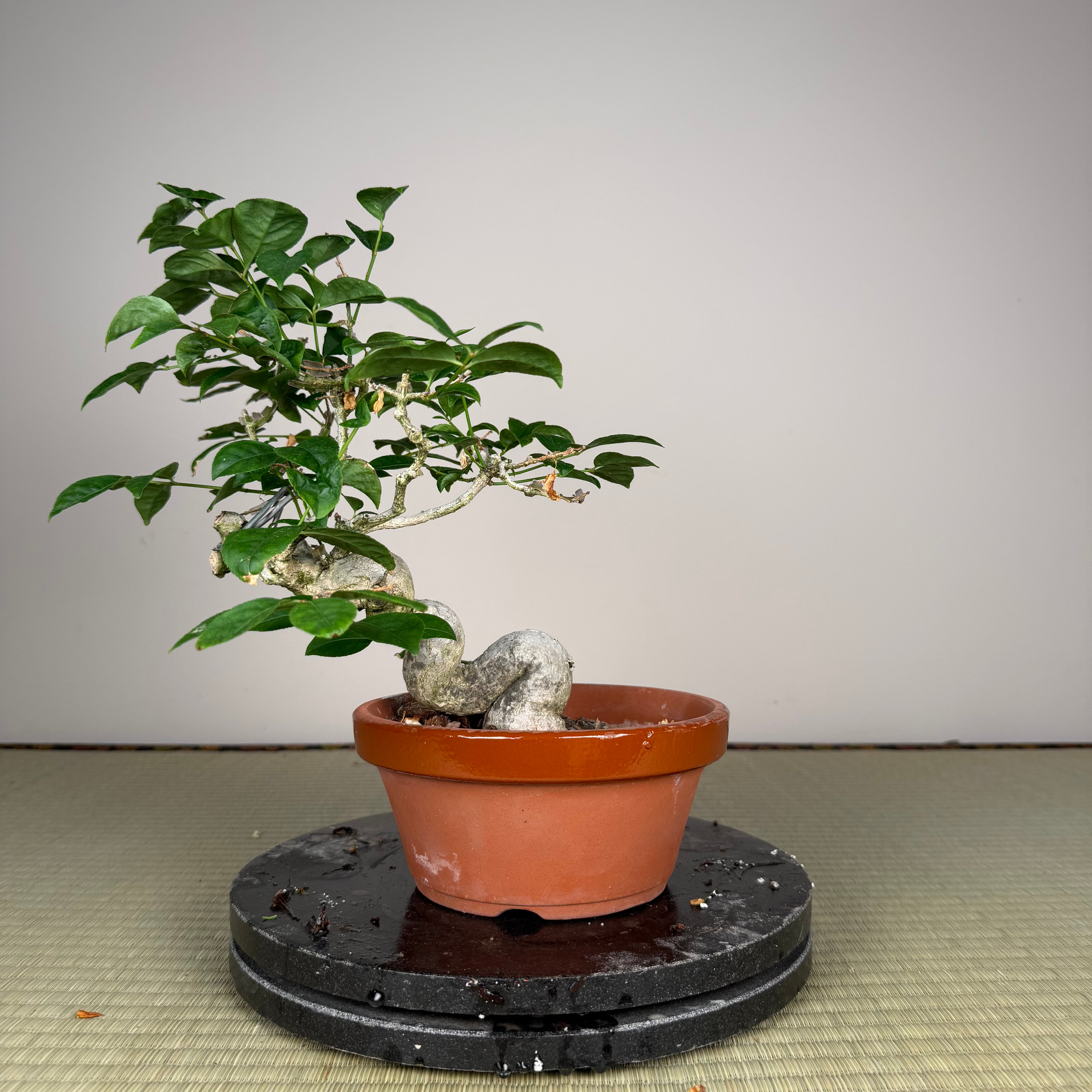 Euonymus