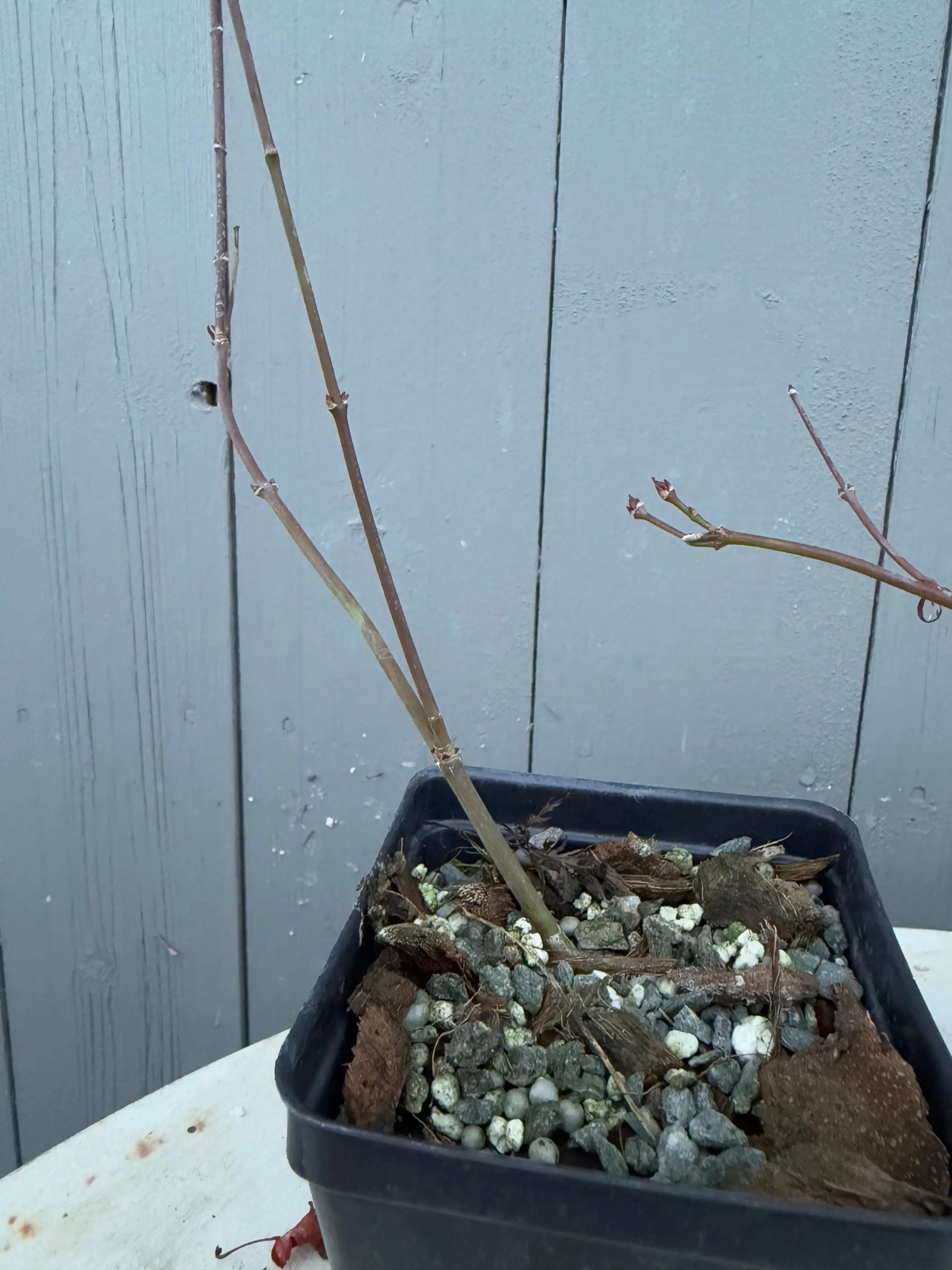 Acer palmatum 'Emerald Lace' Canada Bonsai