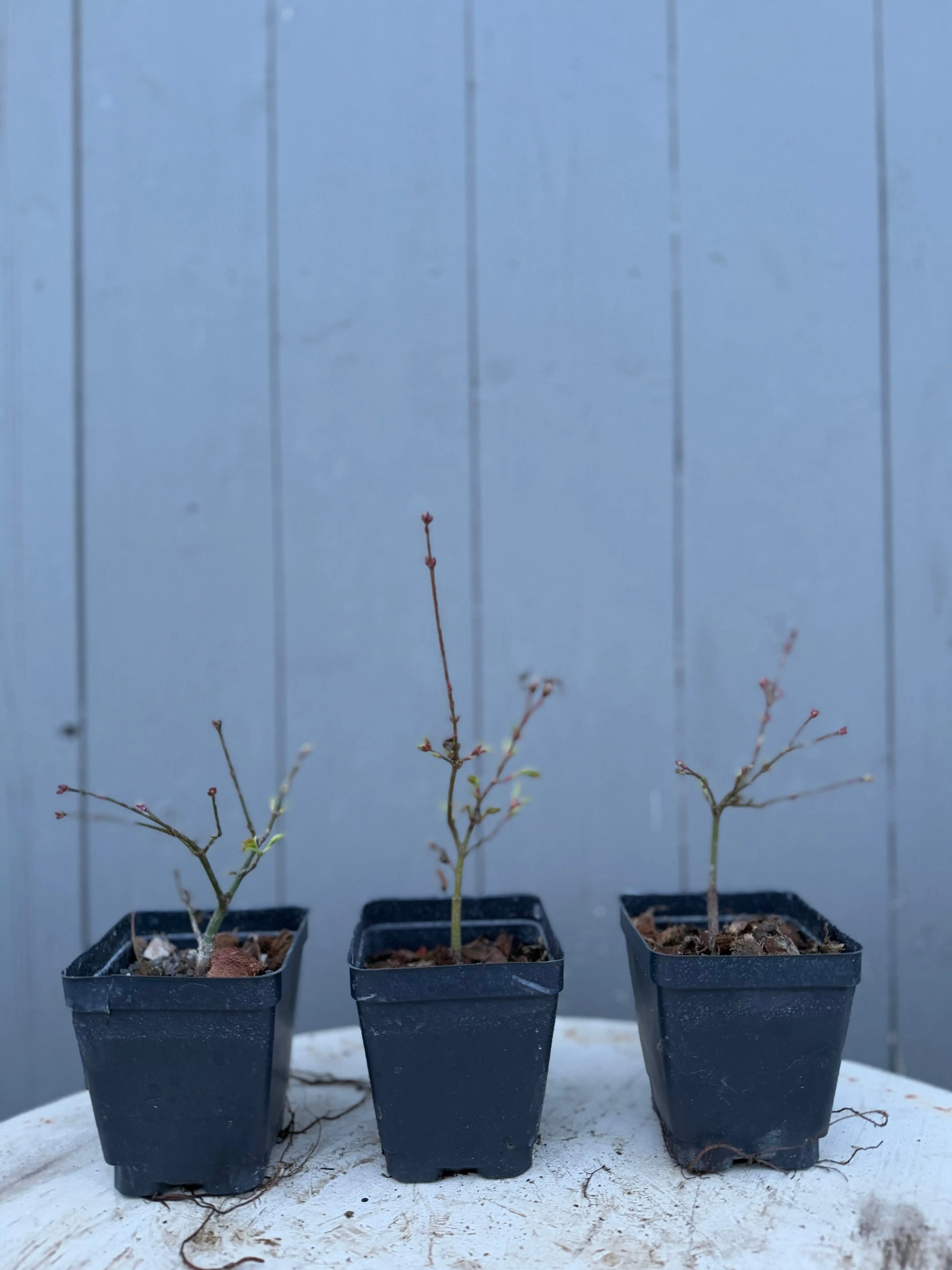 Acer palmatum 'Kashima' Canada Bonsai
